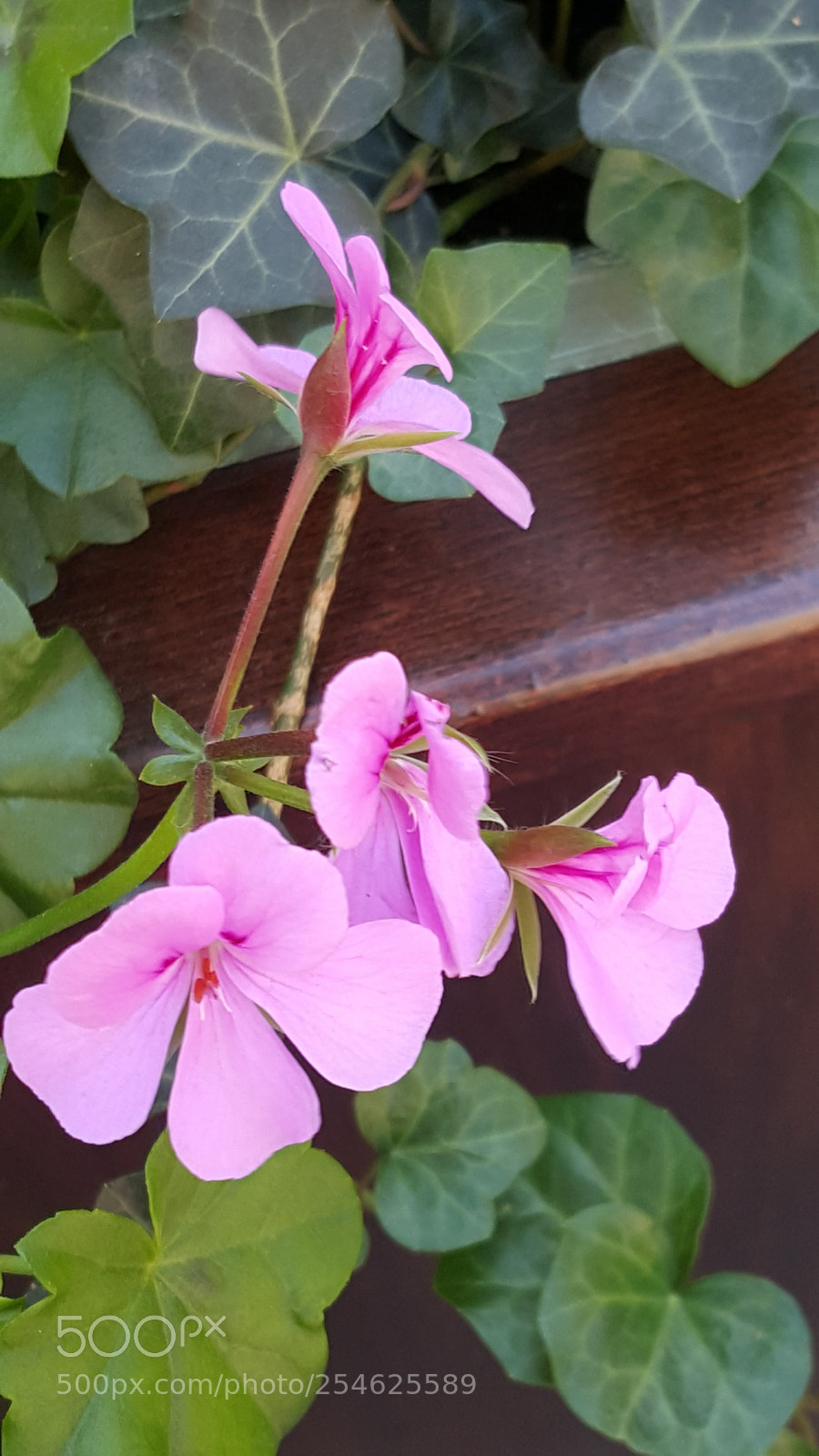 Samsung GALAXY S6 edge sample photo. Flower photography