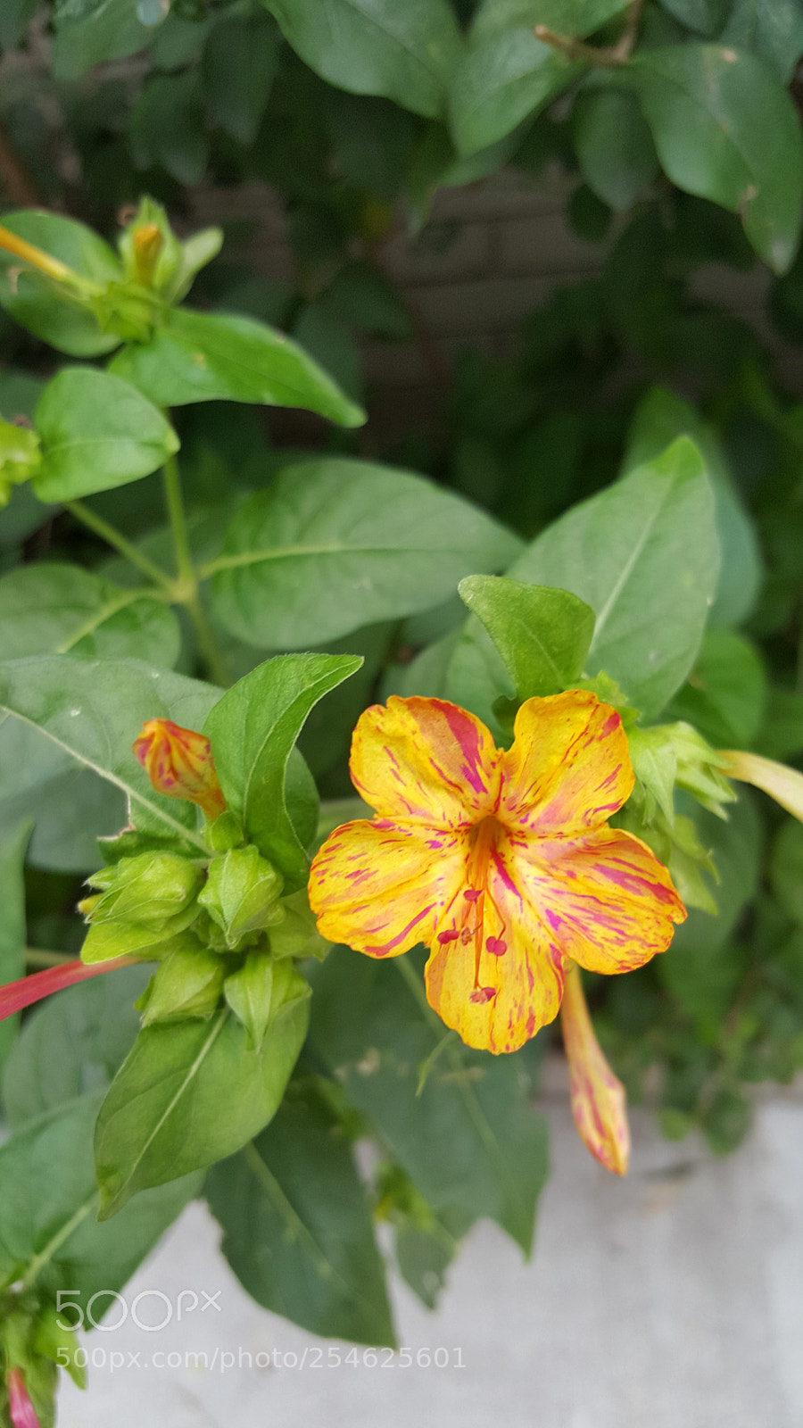 Samsung GALAXY S6 edge sample photo. Flower photography