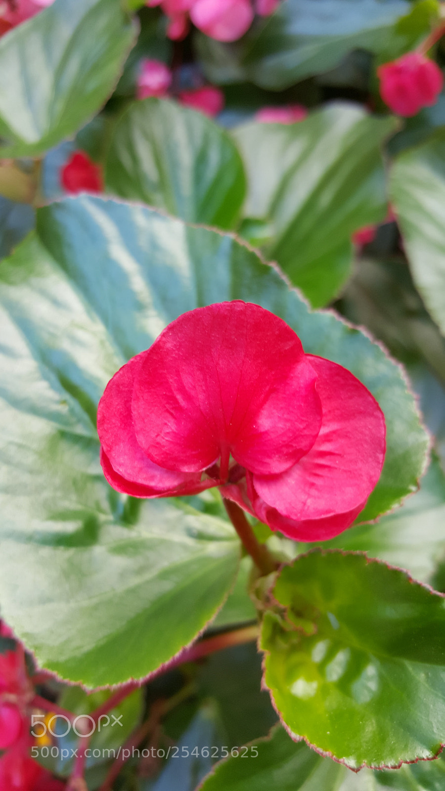 Samsung GALAXY S6 edge sample photo. Flower photography