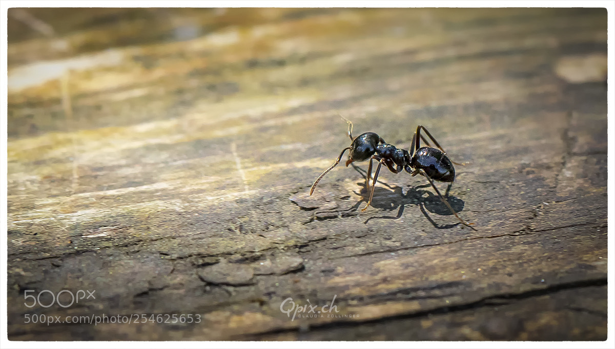 Canon EOS 80D sample photo. Ameise/ant photography