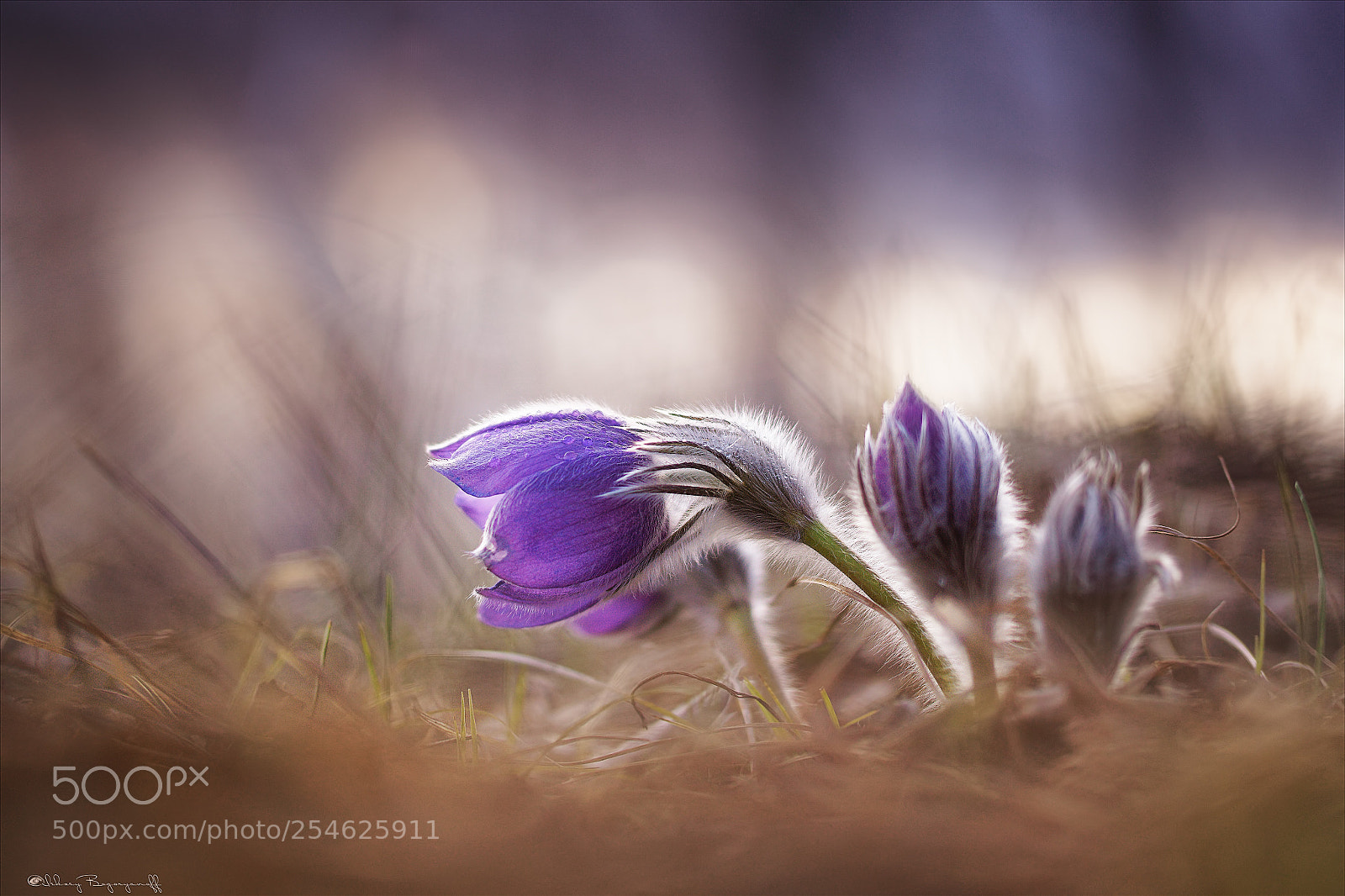 Sony ILCA-77M2 sample photo. Нежность. photography