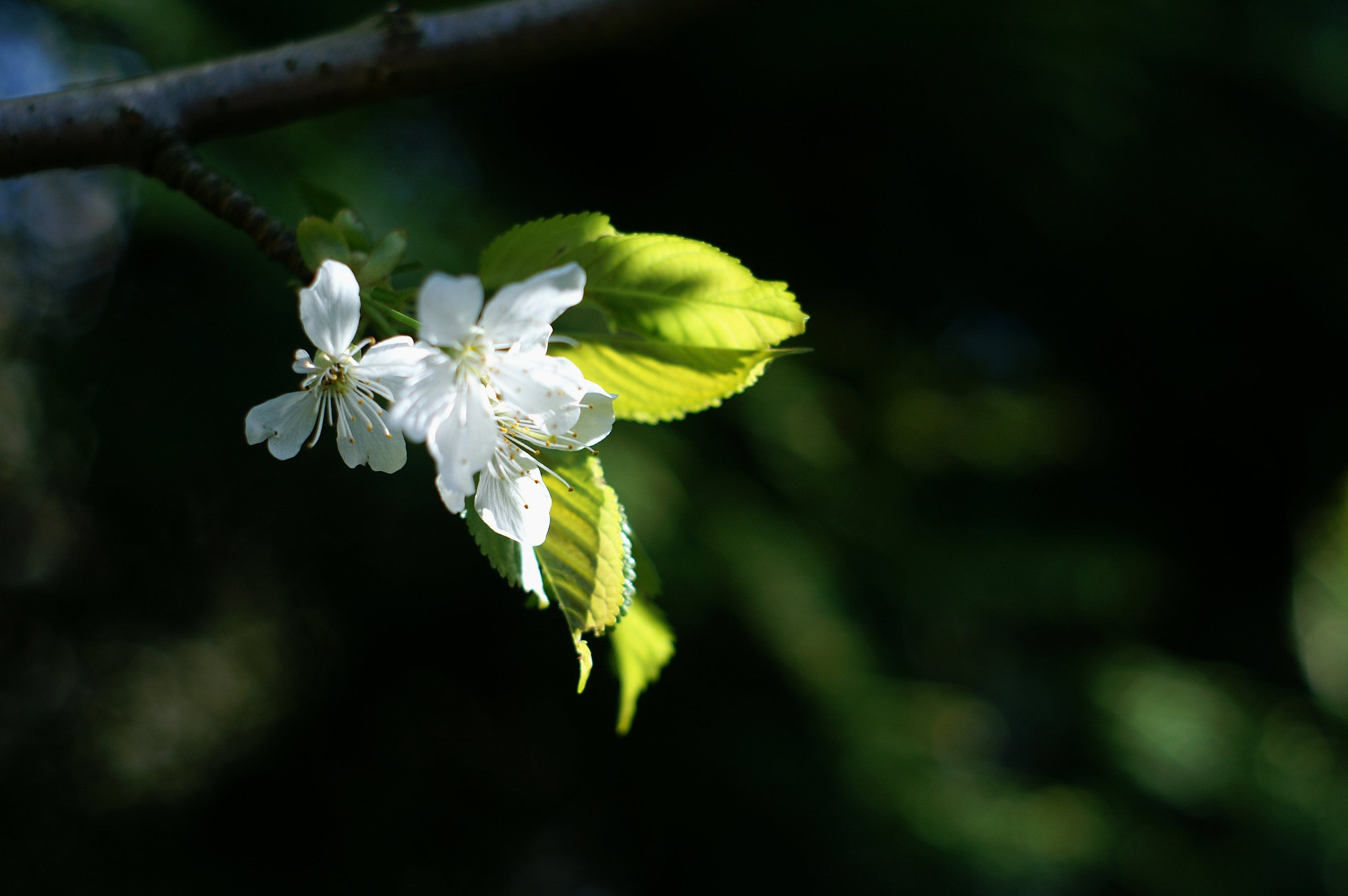 KONICA MINOLTA DYNAX 5D sample photo. Sunset garden impressions photography