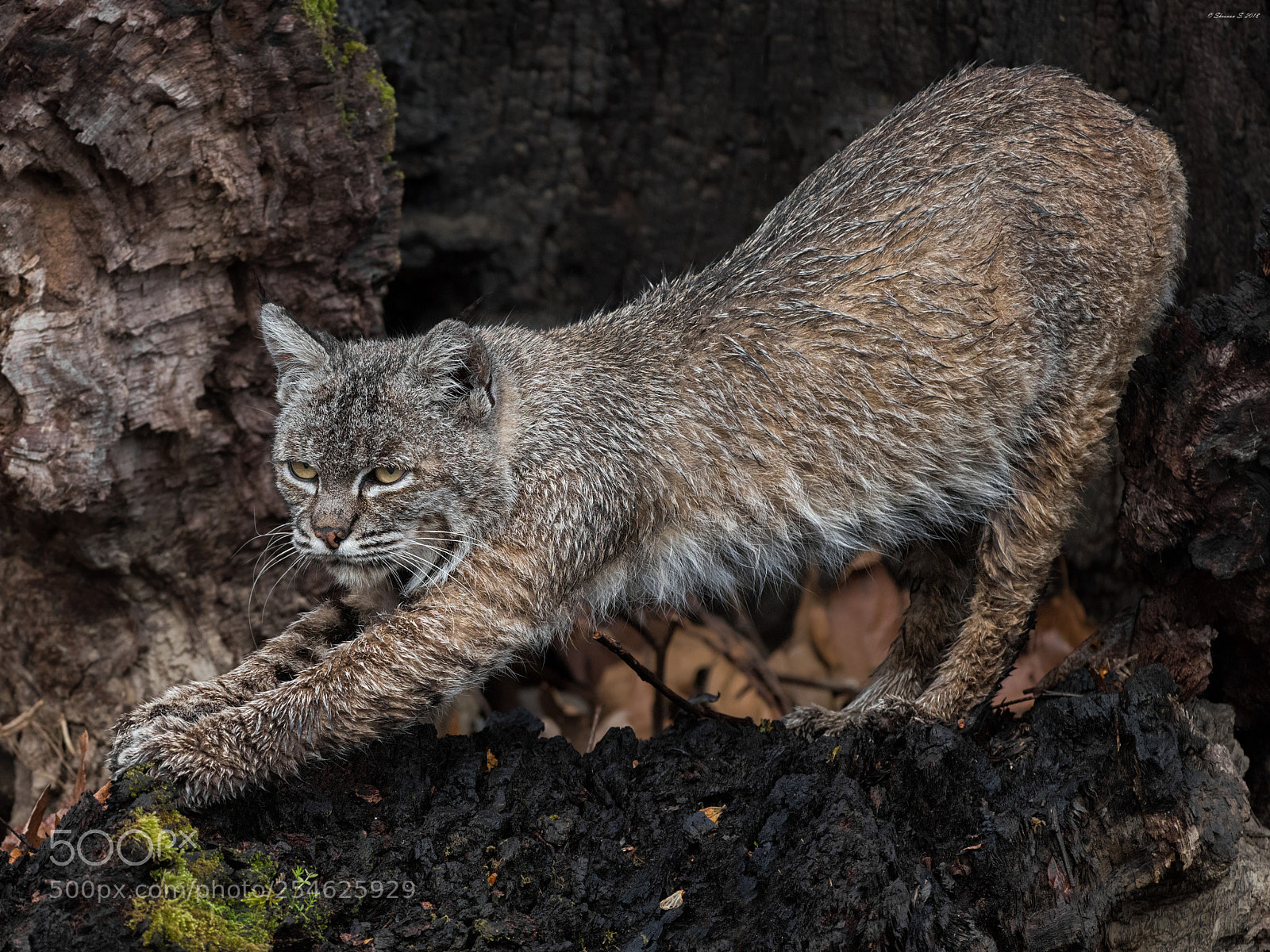 Nikon D810 sample photo. Stretch photography