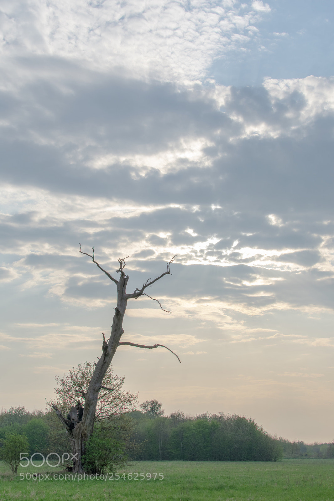 Nikon D3400 sample photo. Tree photography