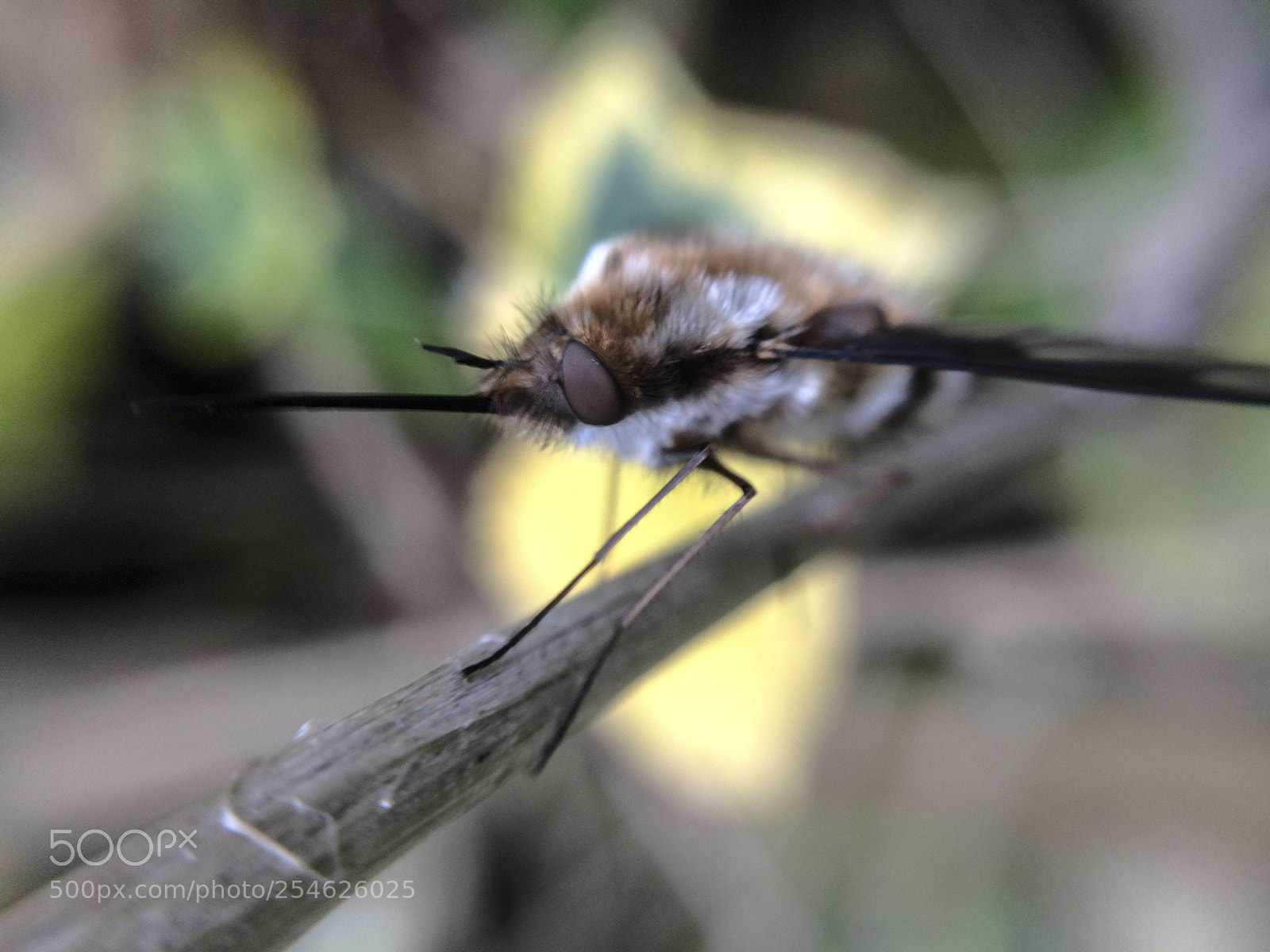 Apple iPhone 5s sample photo. Bee fly photography