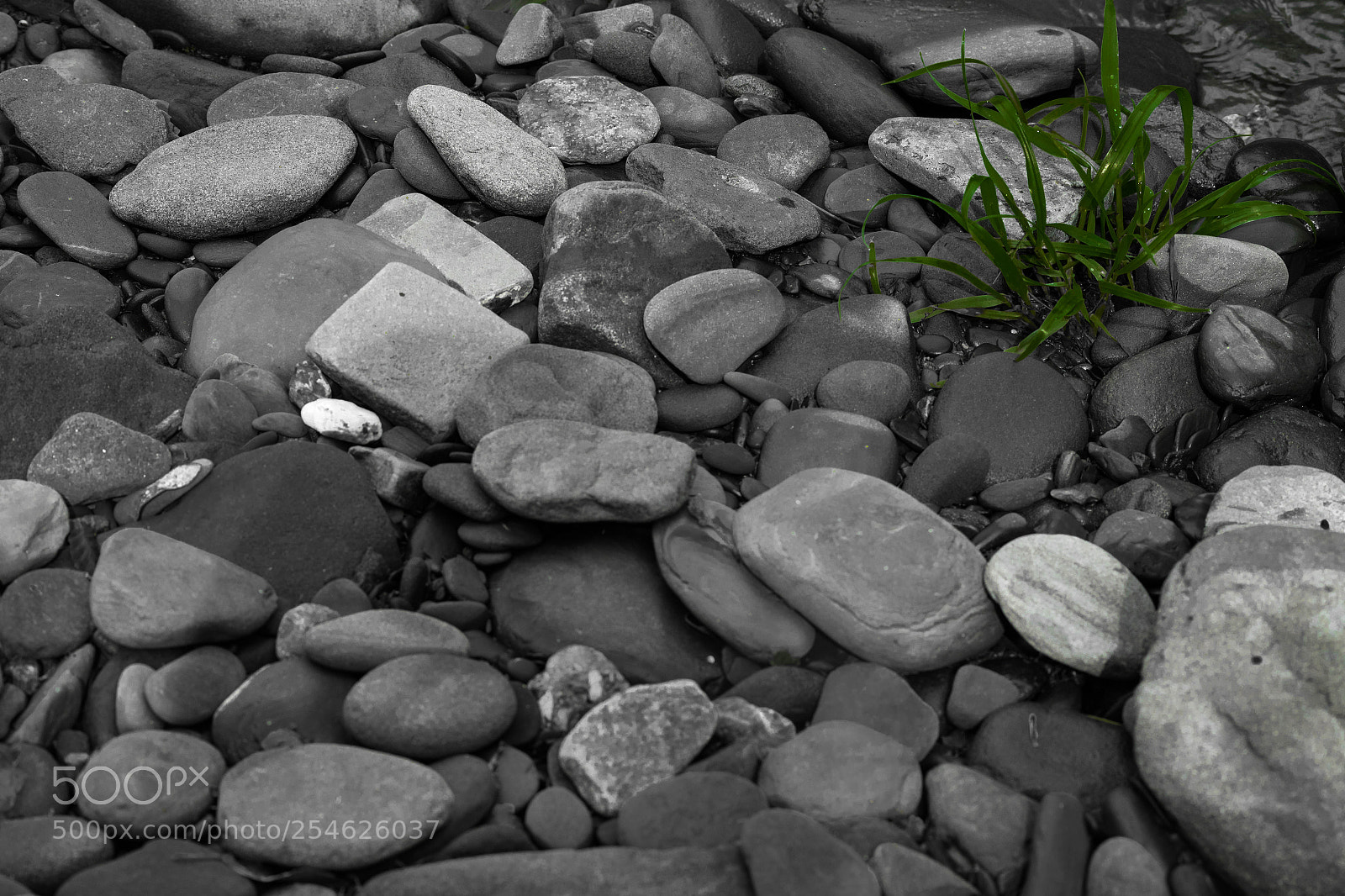 Pentax K-S2 sample photo. Supervivencia photography