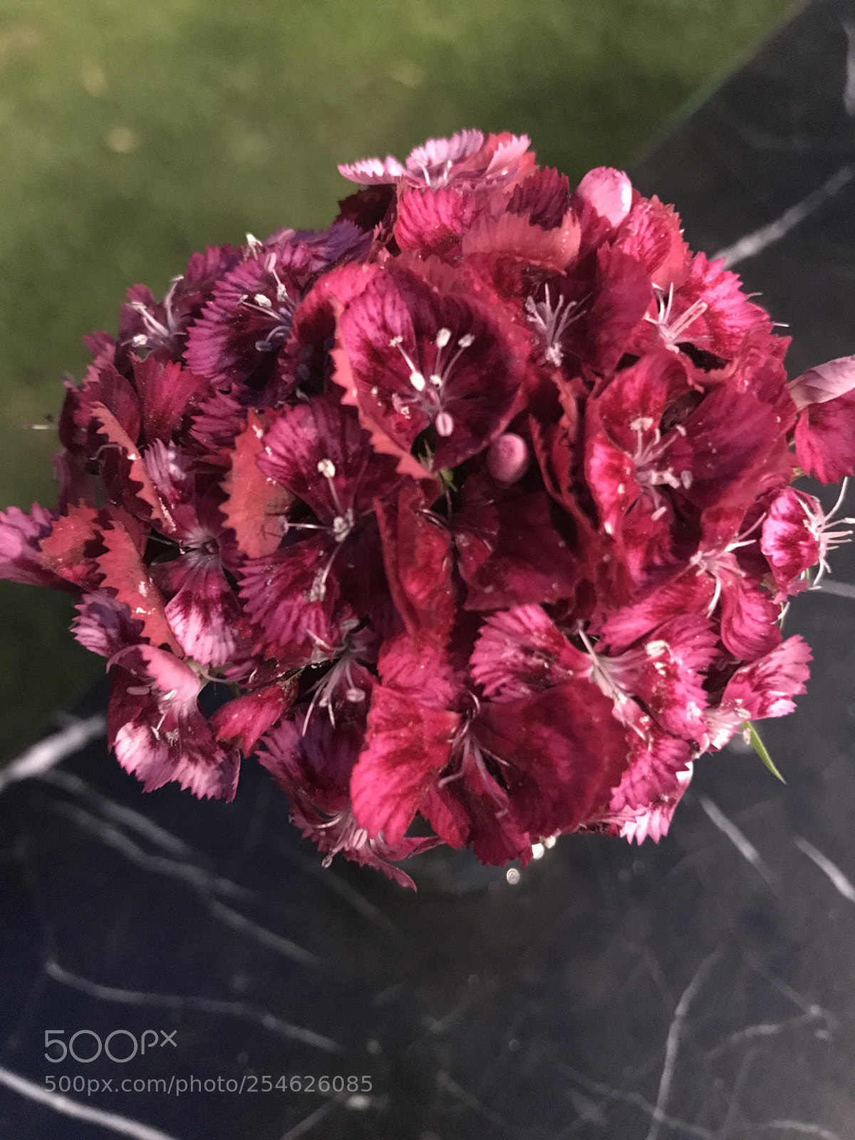 Apple iPhone 7 sample photo. Flowers photography