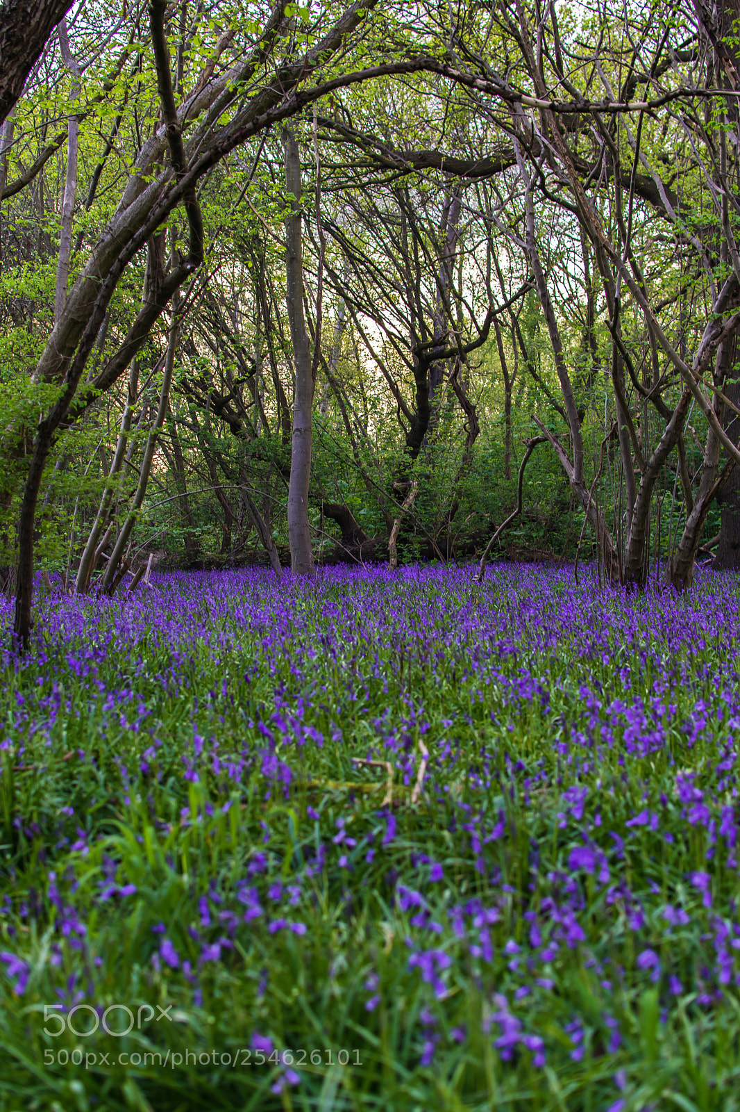 Nikon D3400 sample photo. Blue bell carpet photography