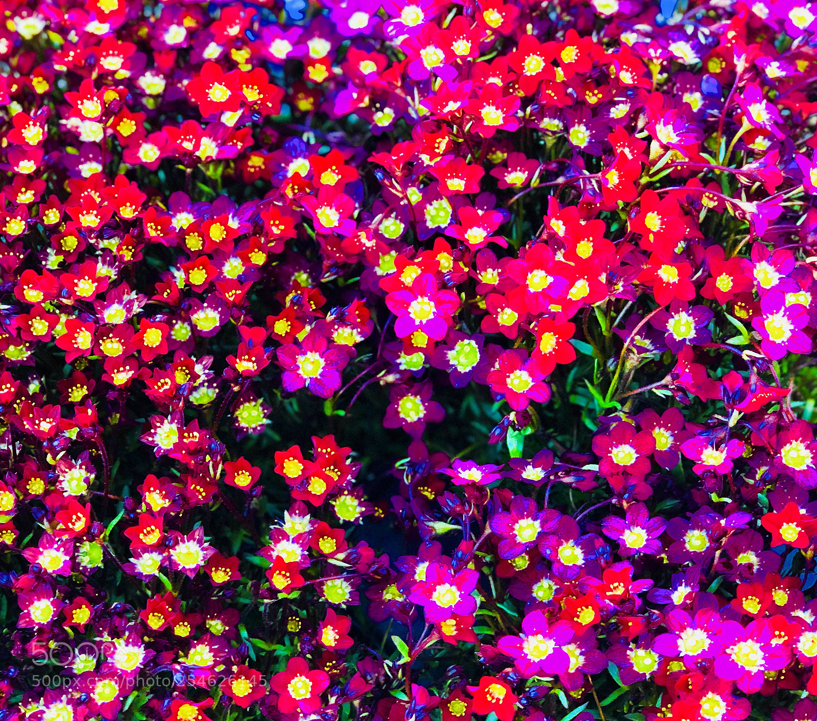 Apple iPhone X sample photo. Sea of flowers photography