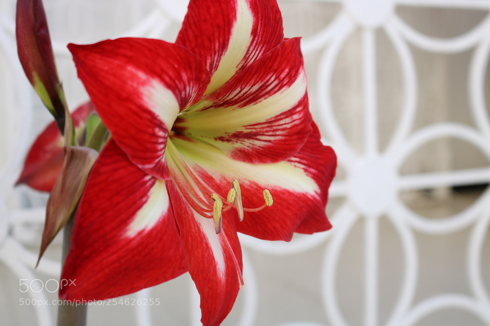 Canon EOS 750D (EOS Rebel T6i / EOS Kiss X8i) sample photo. Img photography
