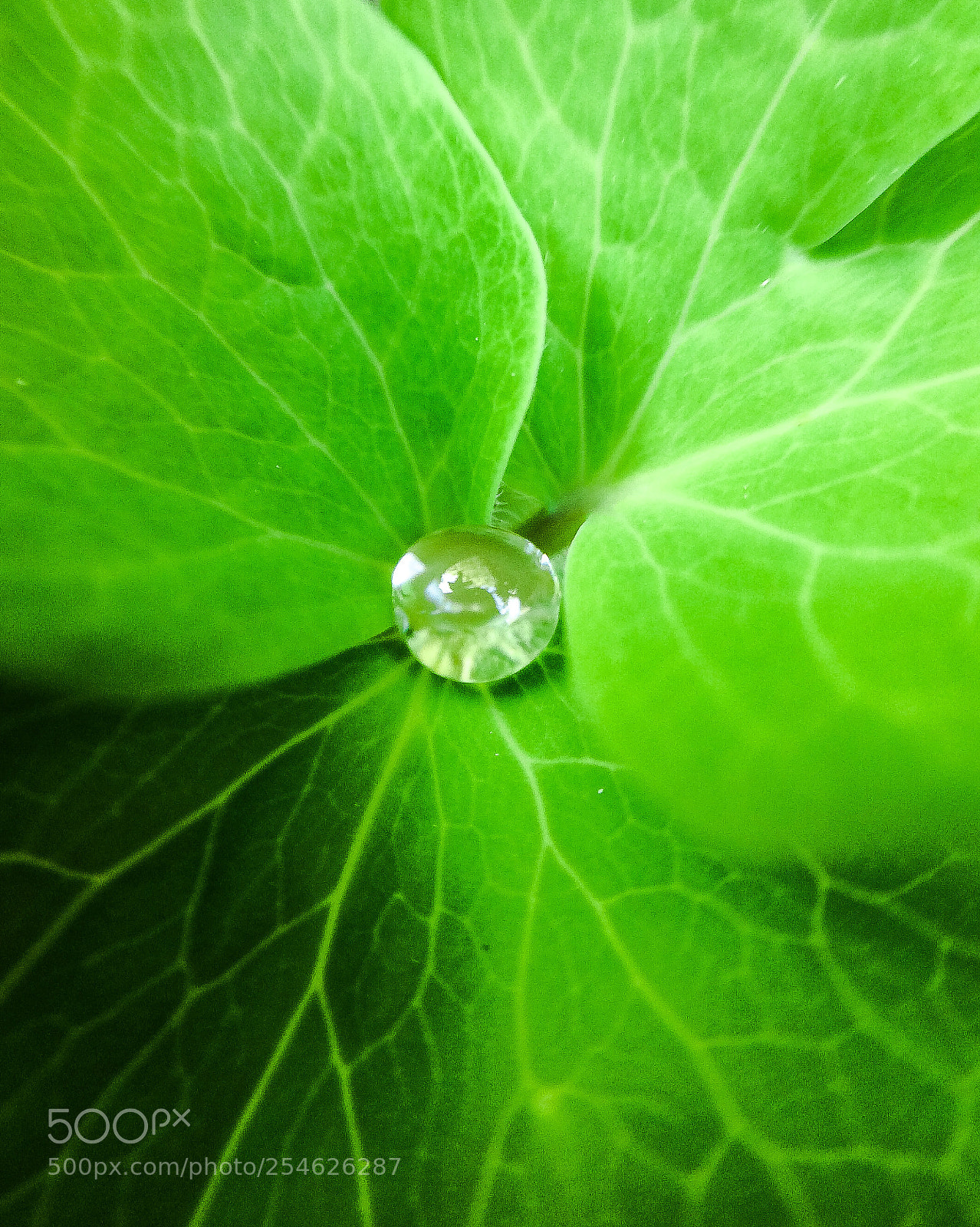 Apple iPhone 5s sample photo. Aquilegia droplet photography