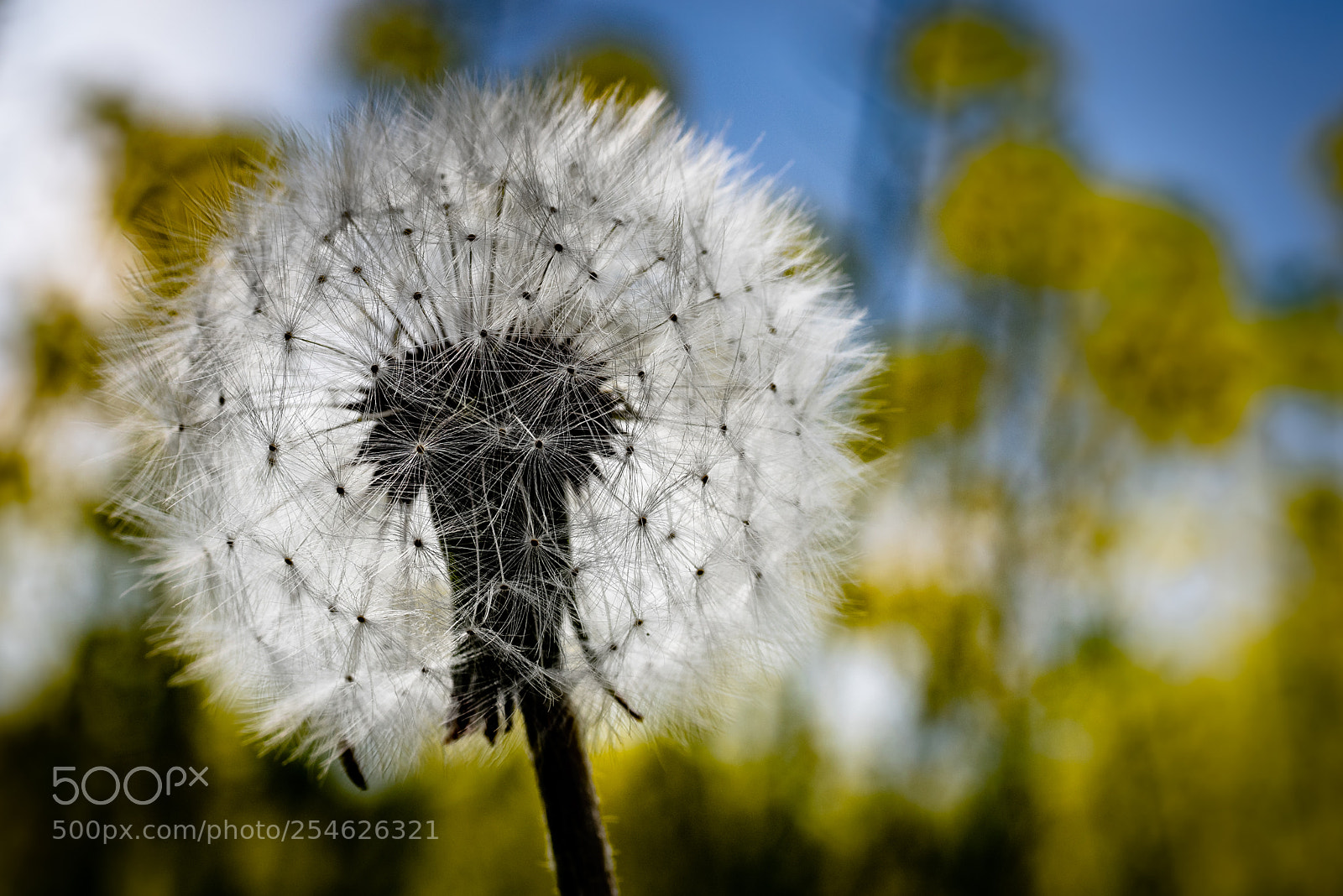 Pentax K-1 sample photo. Dandelion puffball ii photography