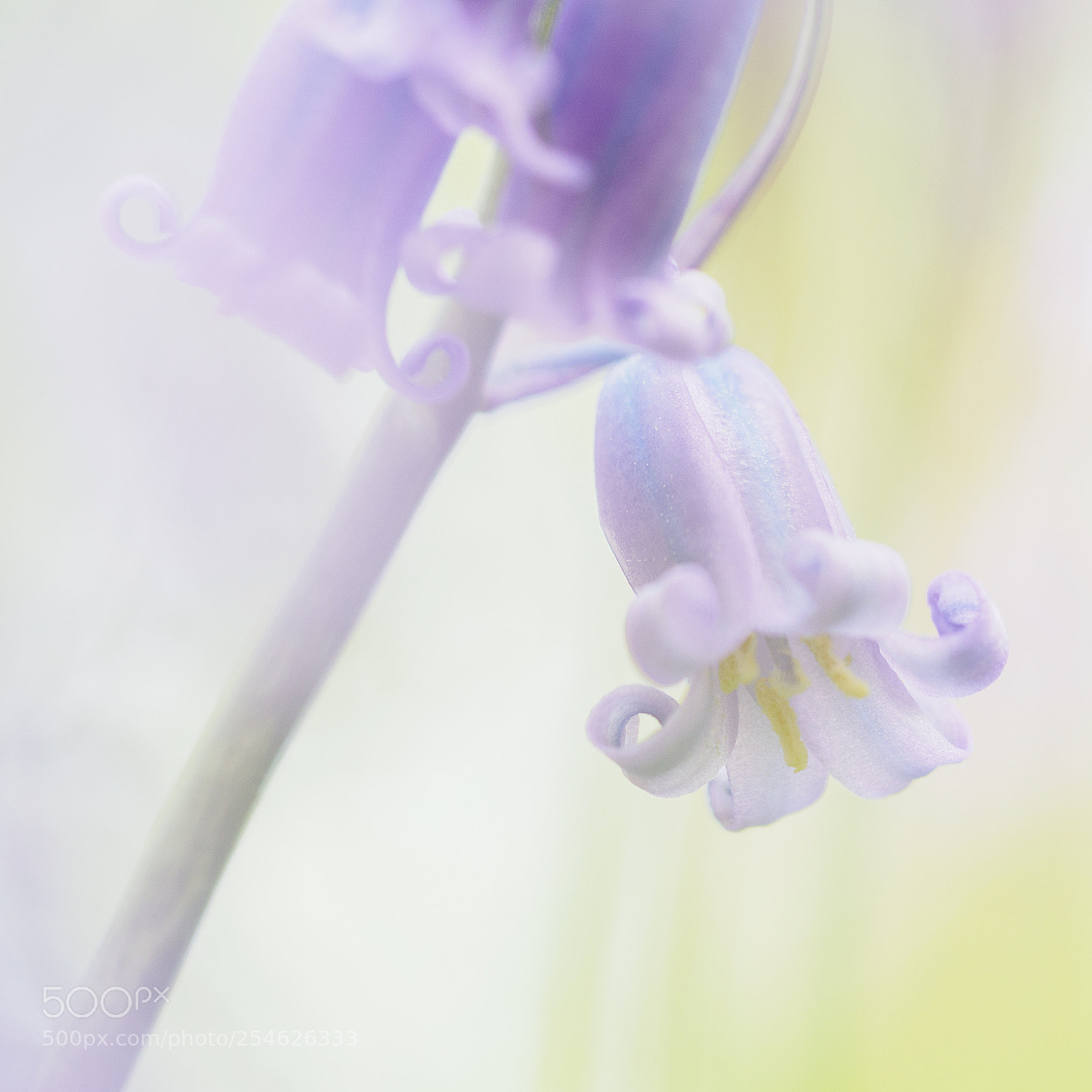 Olympus OM-D E-M1 Mark II sample photo. Purple rain photography