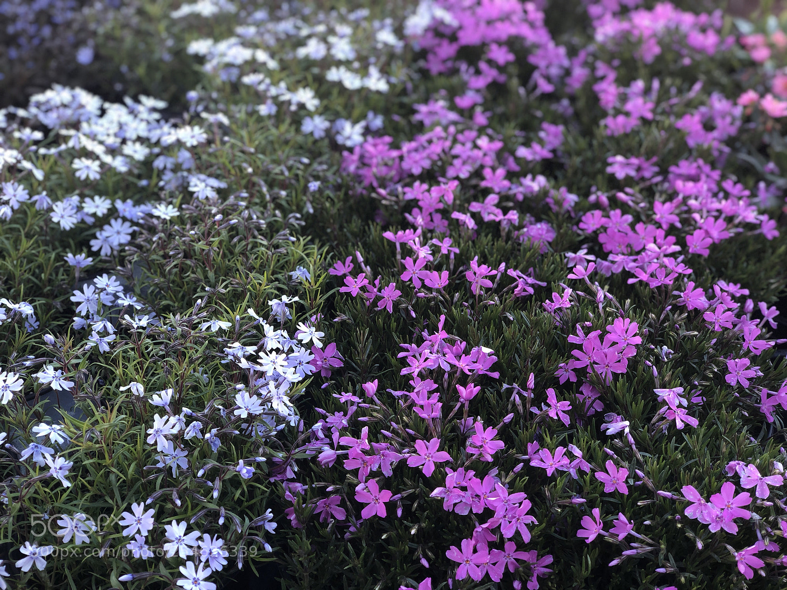Apple iPhone X sample photo. Sea of flowers 2 photography