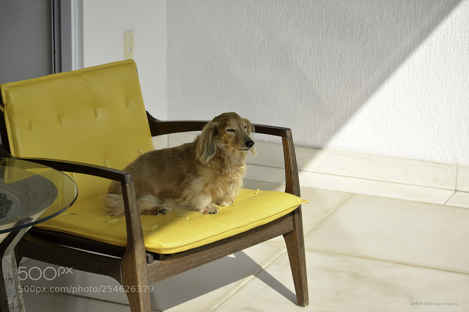 Nikon D5200 sample photo. Sunbathing on a yellow photography