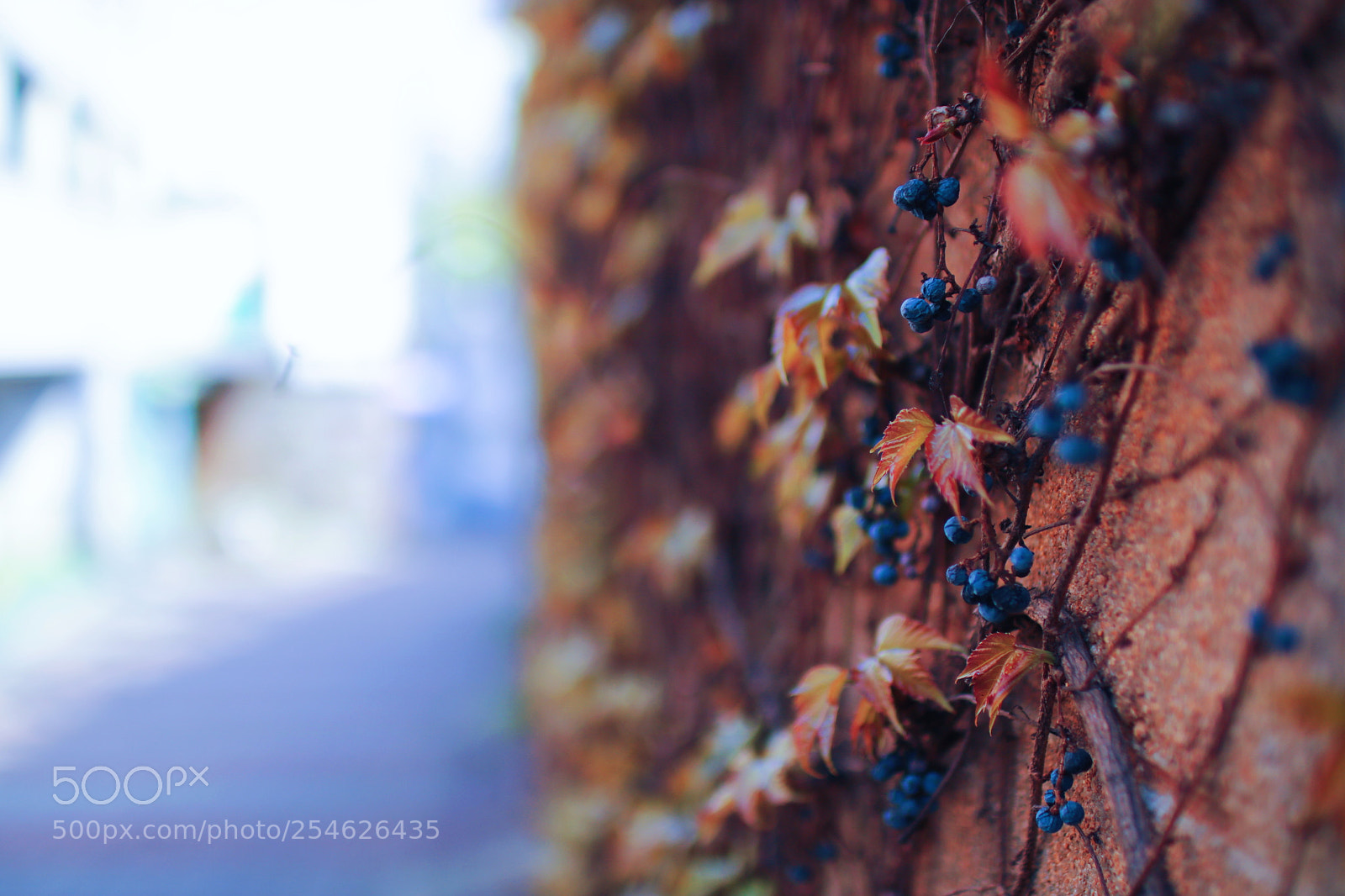 Canon EOS 750D (EOS Rebel T6i / EOS Kiss X8i) sample photo. Untitled photography