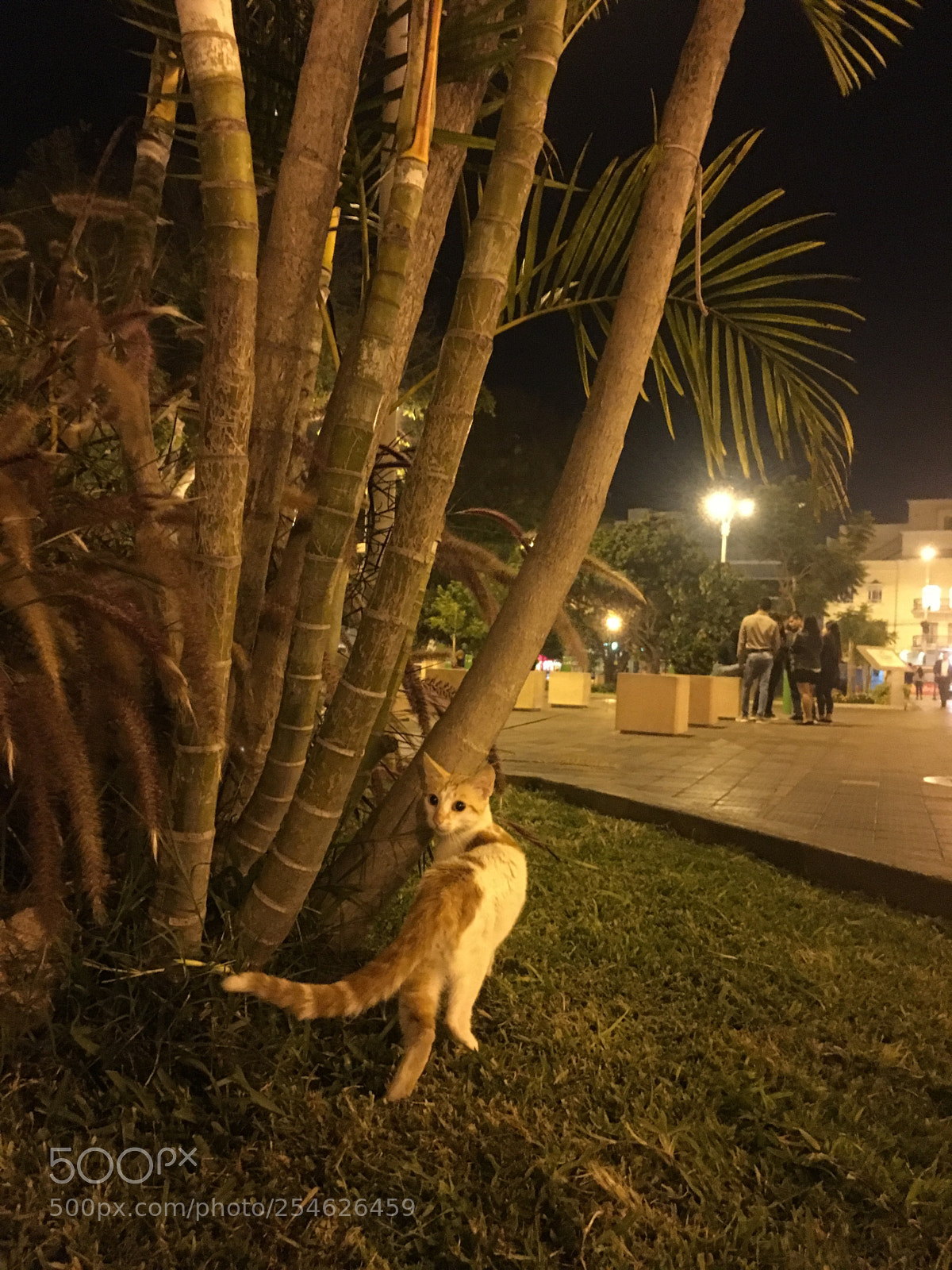 Apple iPhone 6s sample photo. Cat photography