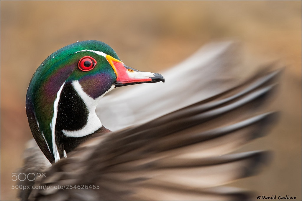 Canon EOS 7D Mark II sample photo. Wood duck wing flap photography