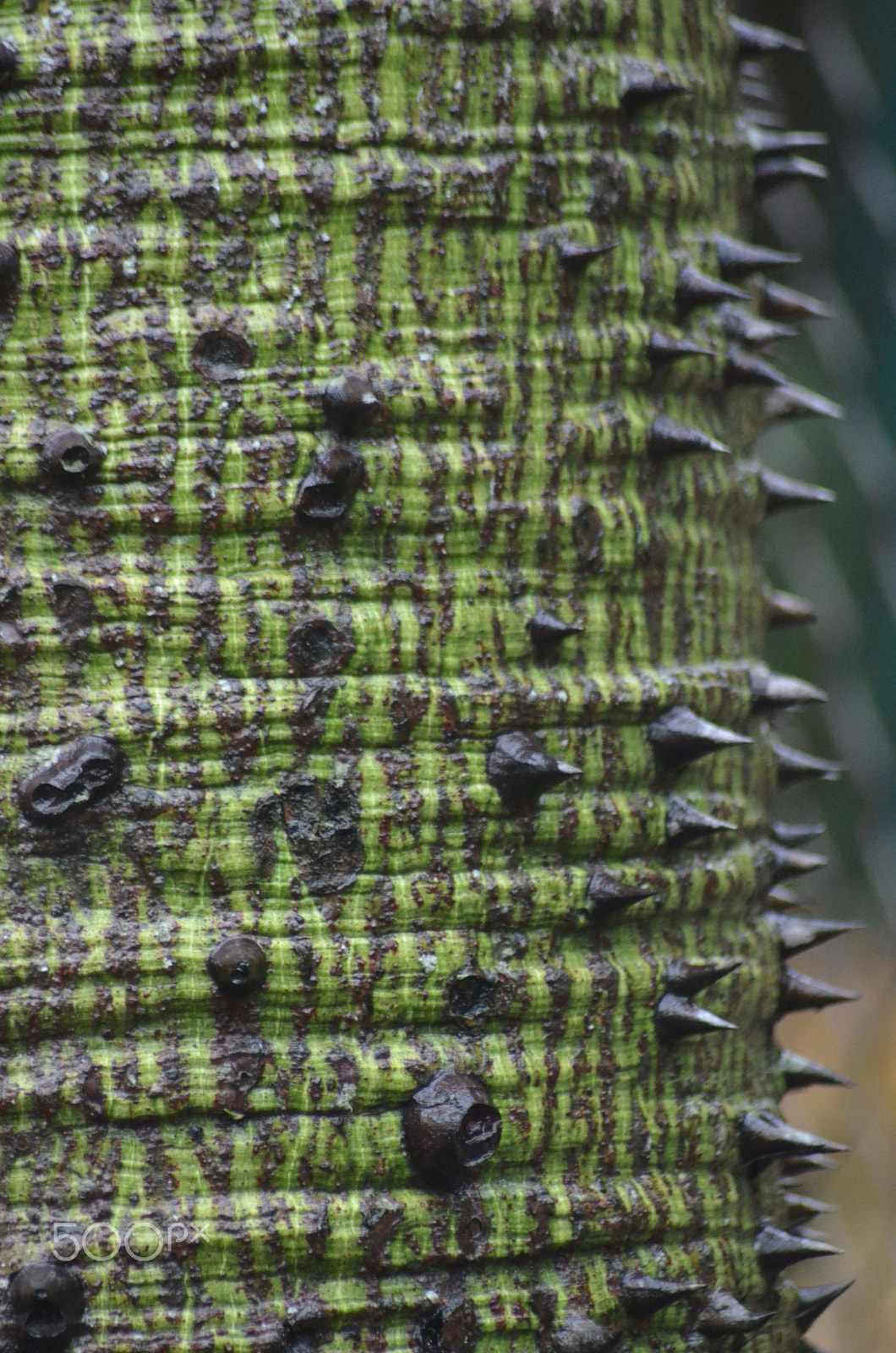 Nikon AF Nikkor 70-300mm F4-5.6G sample photo. (t) photography
