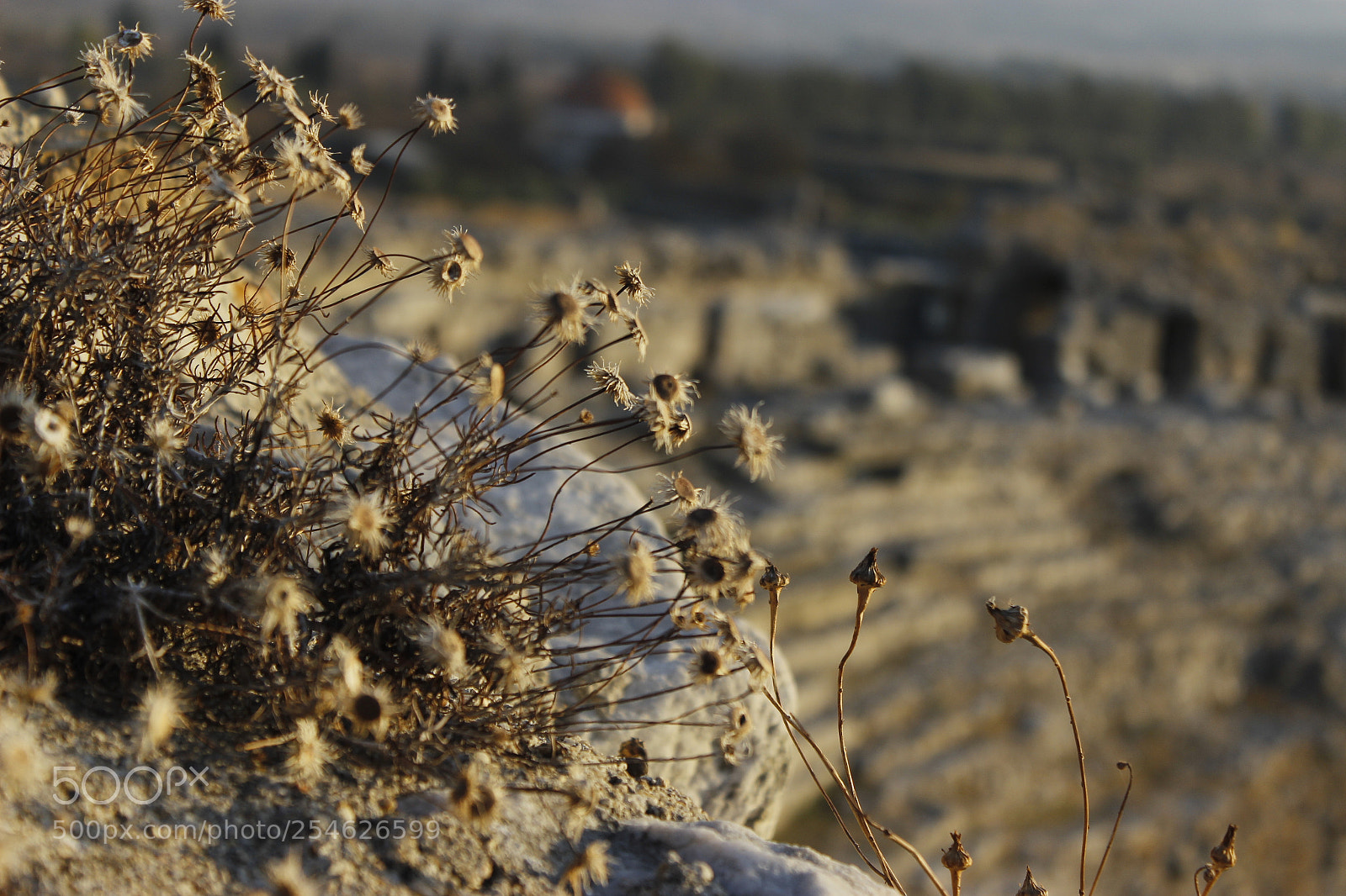Canon EOS 600D (Rebel EOS T3i / EOS Kiss X5) sample photo. Mg photography