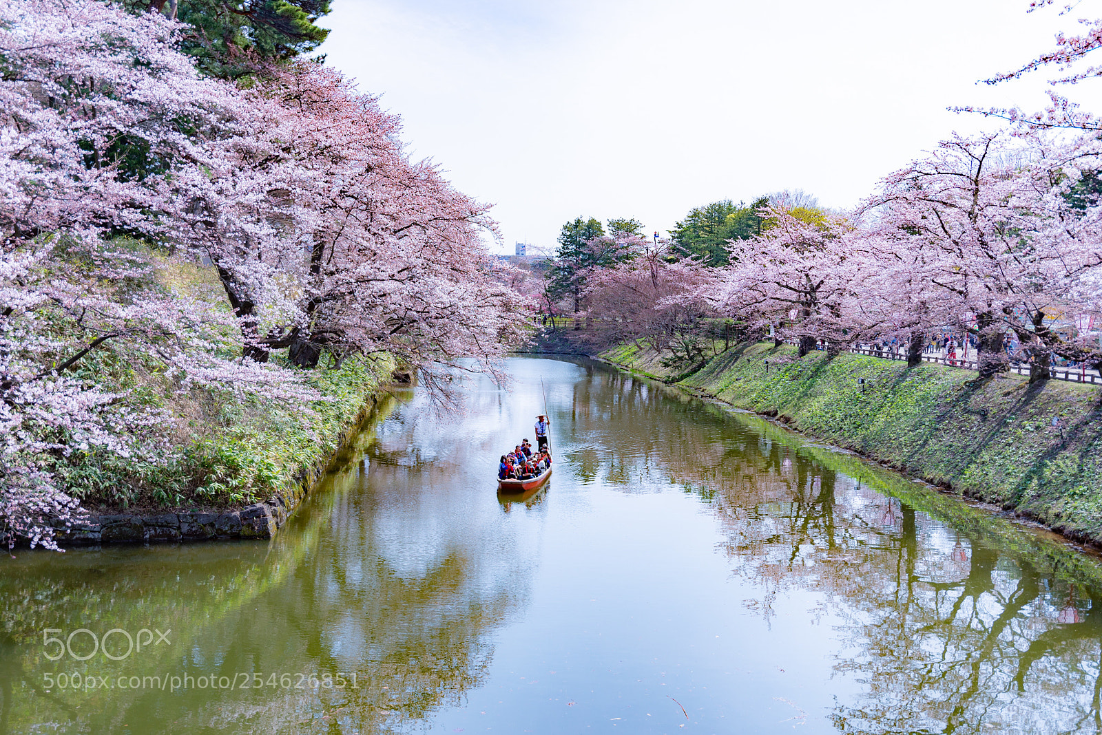 Nikon D610 sample photo. Spring of tsugaru photography