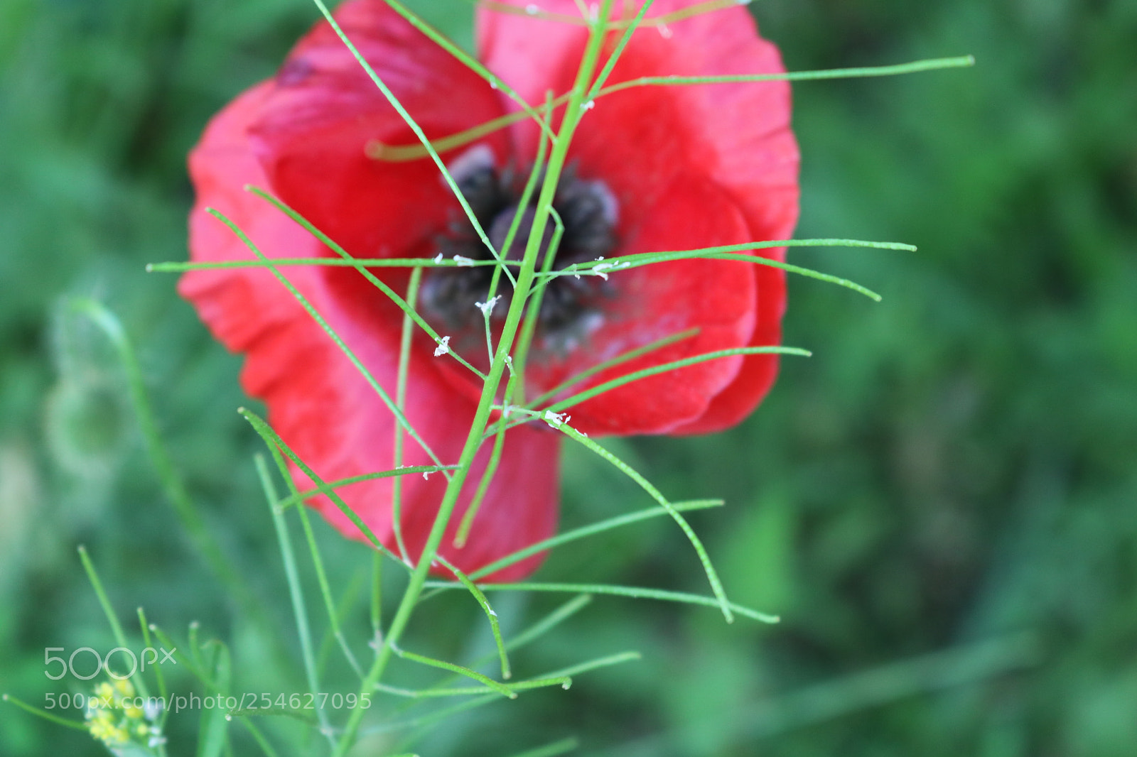 Canon EOS 750D (EOS Rebel T6i / EOS Kiss X8i) sample photo. Img photography