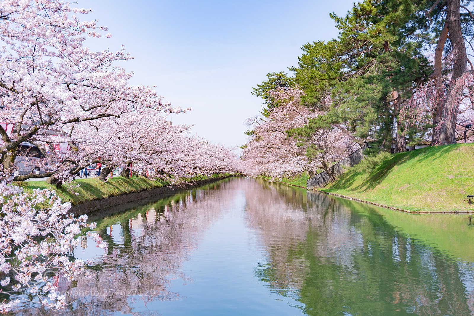 Nikon D610 sample photo. Spring of tsugaru photography