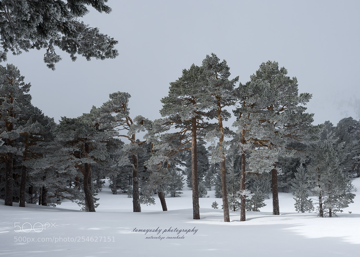 Nikon D810 sample photo. Untitled photography