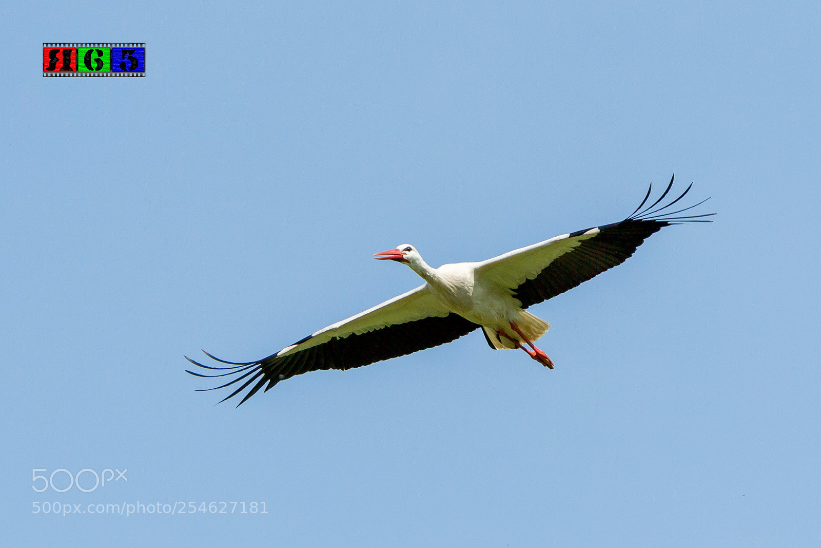 Canon EOS-1D Mark IV sample photo. Storch im gleitflug photography