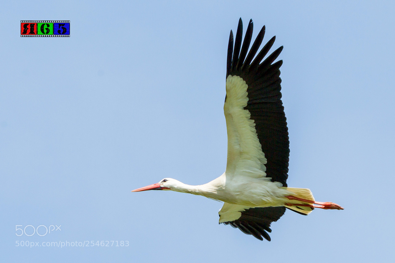 Canon EOS-1D Mark IV sample photo. Storch im gleitflug photography