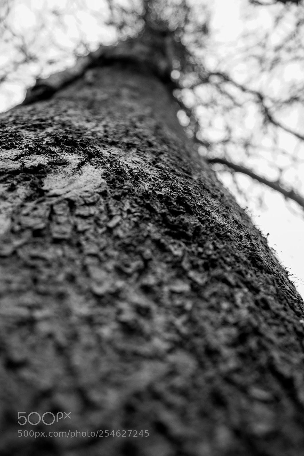 Canon EOS 1300D (EOS Rebel T6 / EOS Kiss X80) sample photo. Untitled photography
