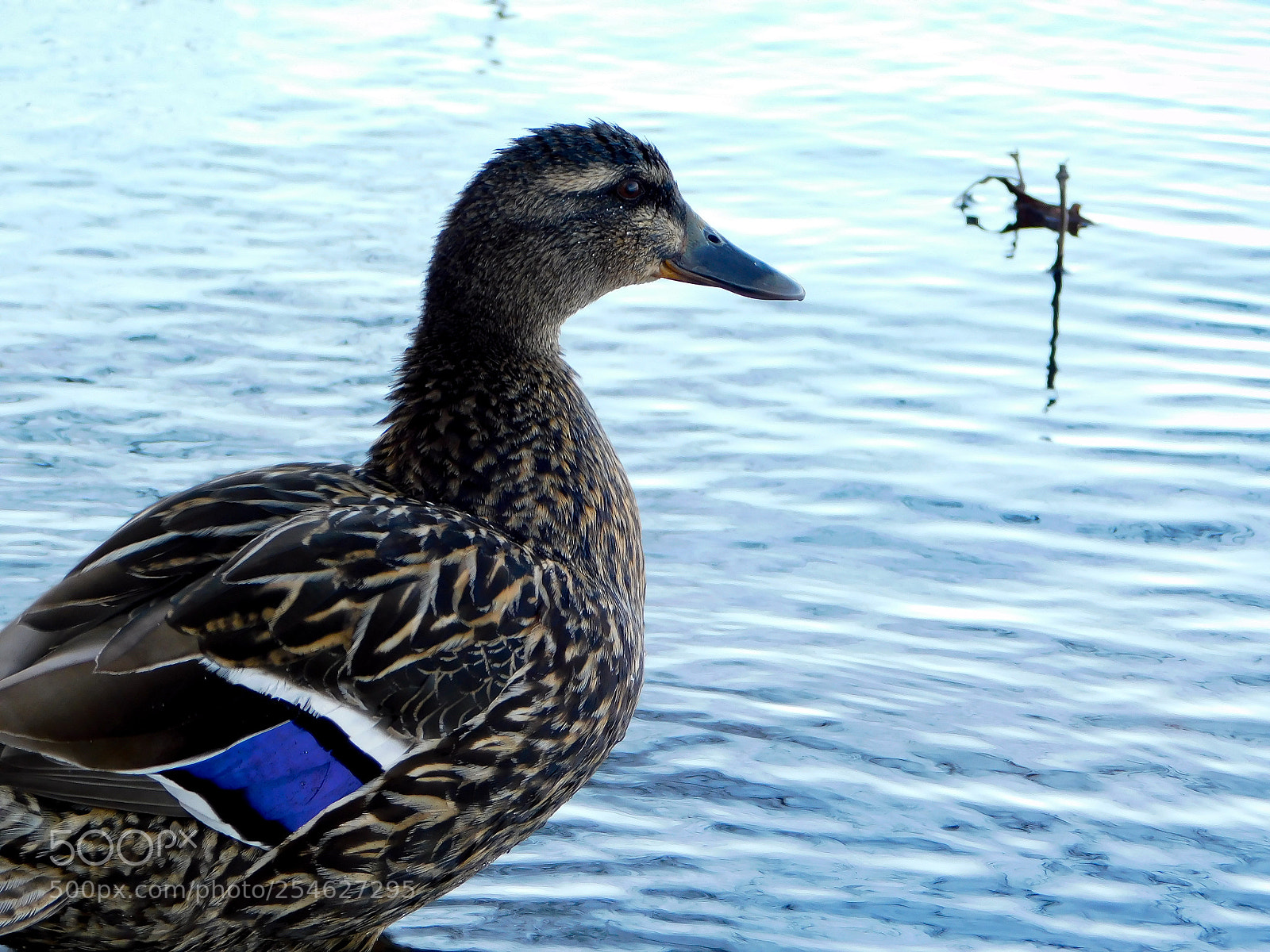 Nikon Coolpix B500 sample photo. Edited photography