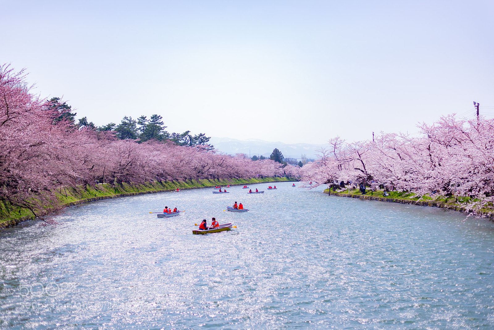 Nikon D610 sample photo. Spring of tsugaru photography