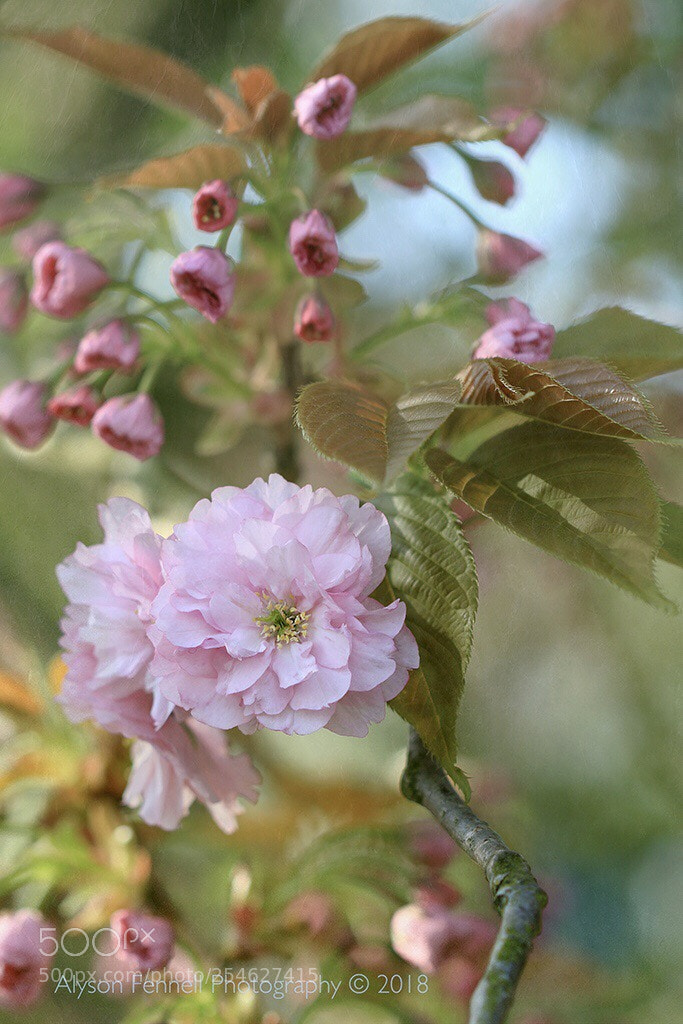 Canon EOS 7D Mark II sample photo. Early cherry blossom photography