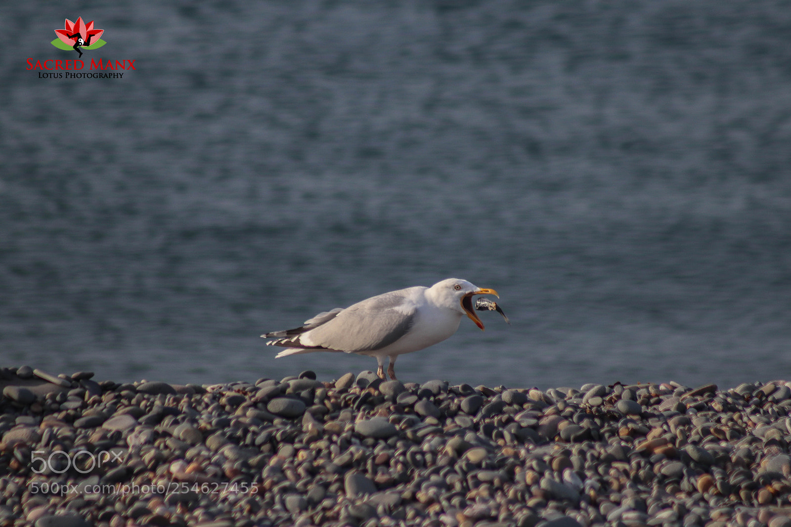 Canon EOS 77D (EOS 9000D / EOS 770D) sample photo. Seagull's feeding time photography