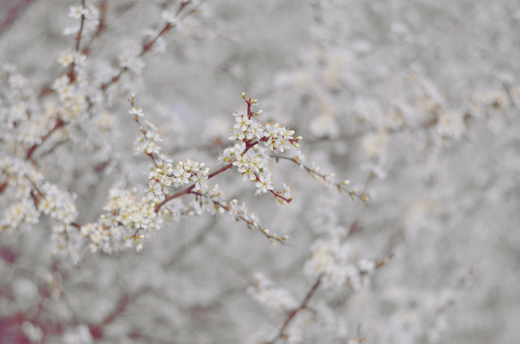 Nikon AF-S Nikkor 50mm F1.8G sample photo. Blooming photography