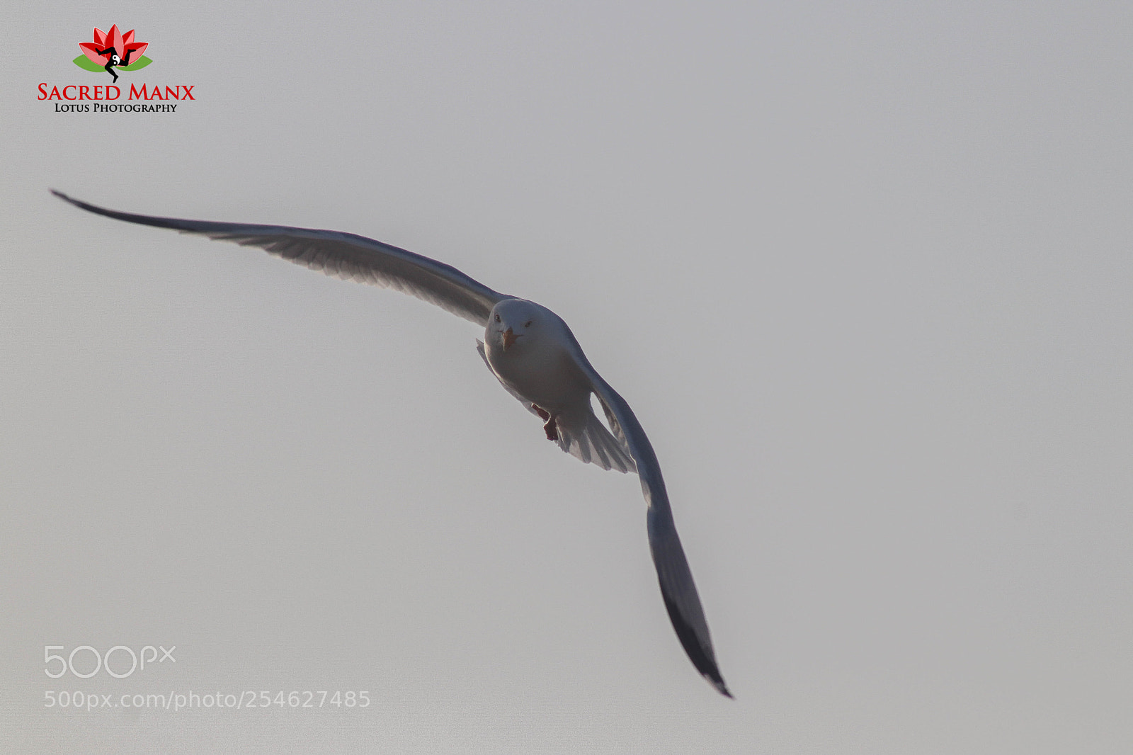 Canon EOS 77D (EOS 9000D / EOS 770D) sample photo. Seagull looking for food 1 photography