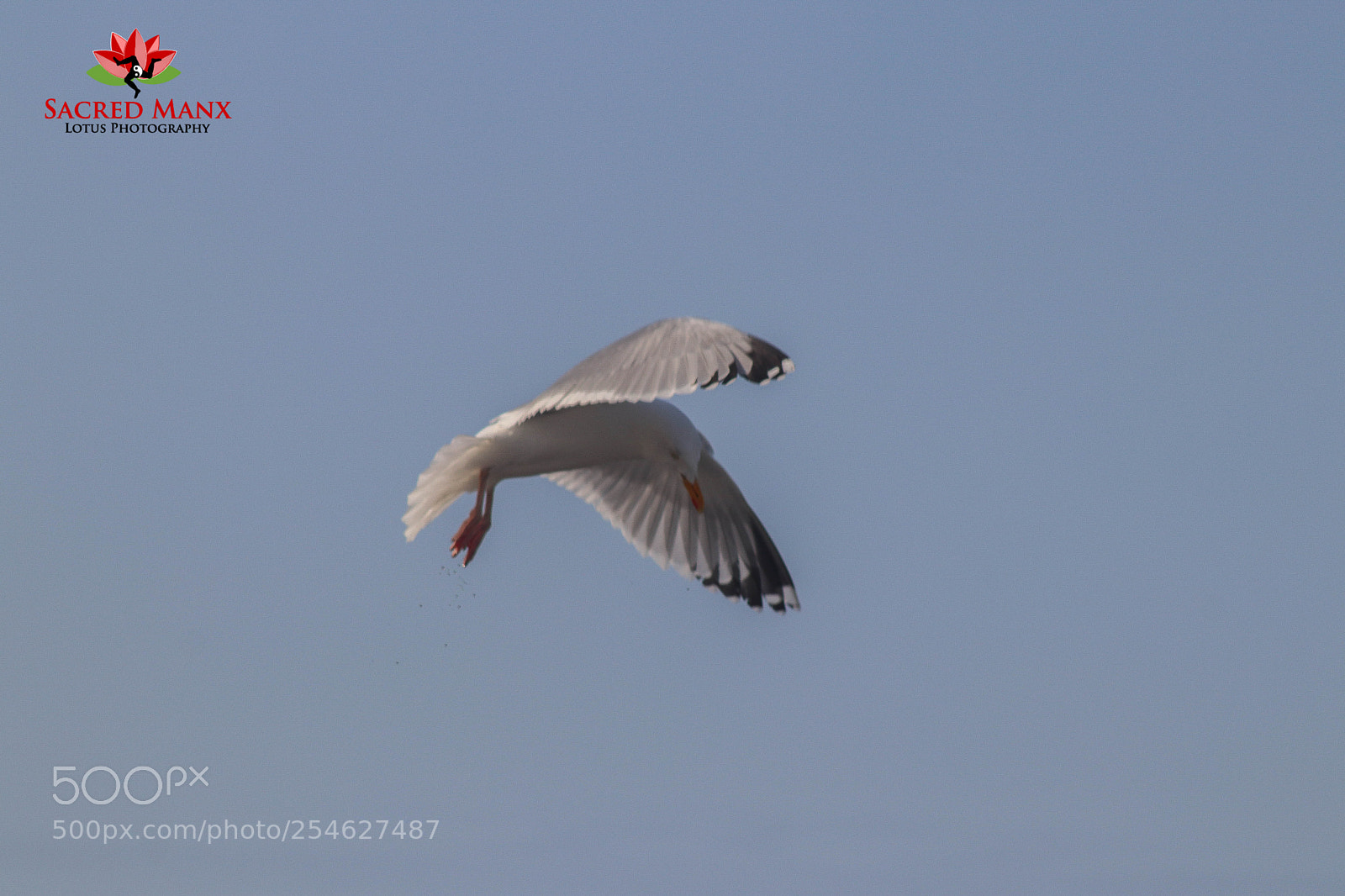 Canon EOS 77D (EOS 9000D / EOS 770D) sample photo. Seagull looking for food 2 photography