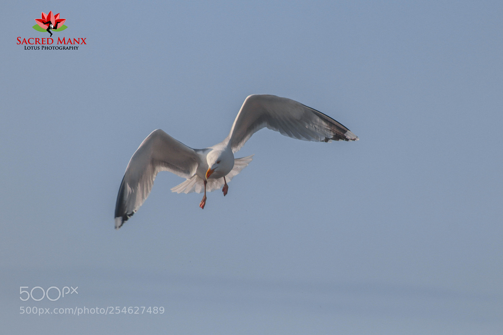 Canon EOS 77D (EOS 9000D / EOS 770D) sample photo. Seagull looking for food 3 photography