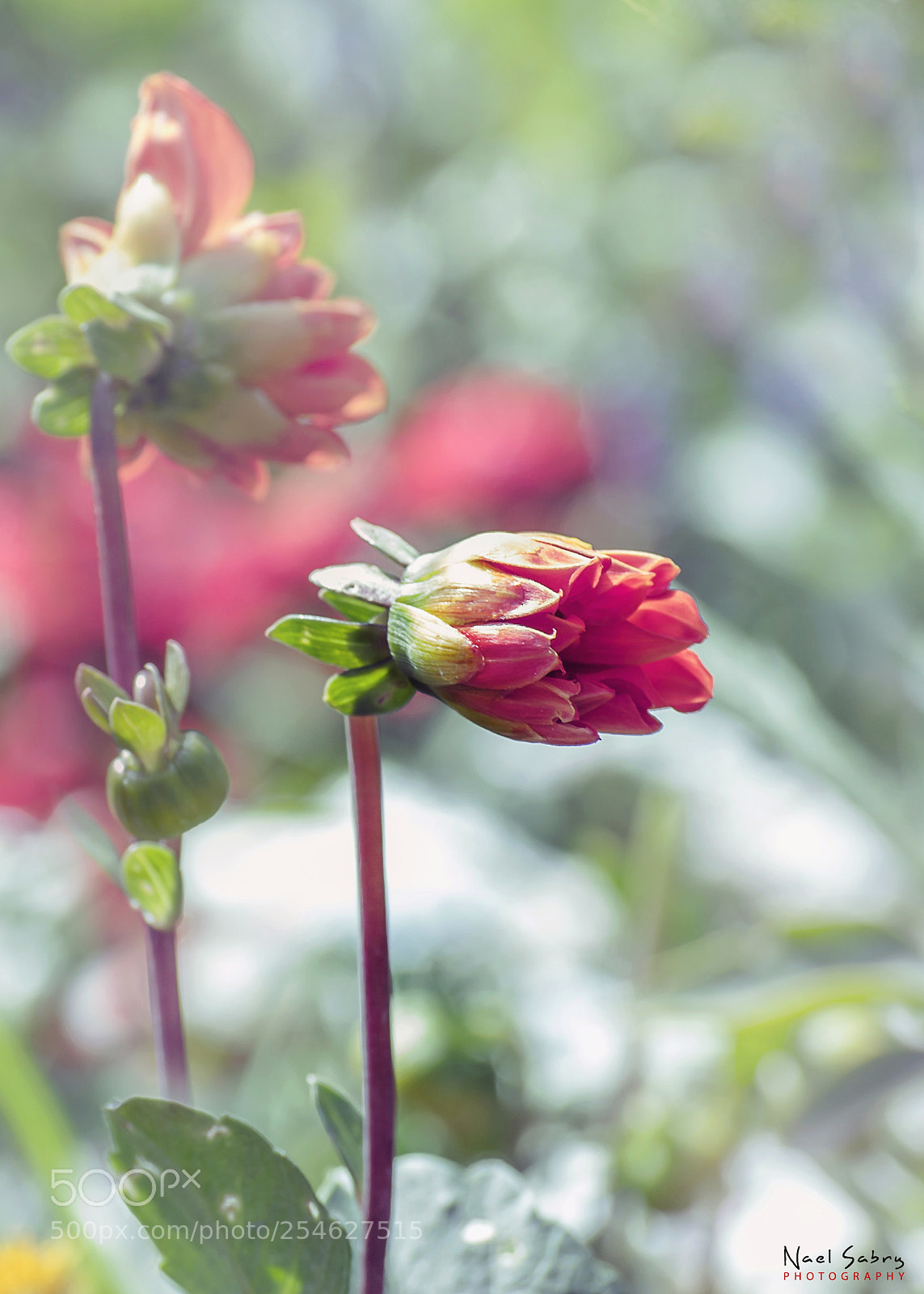 Nikon D3300 sample photo. Flowers and blooms photography