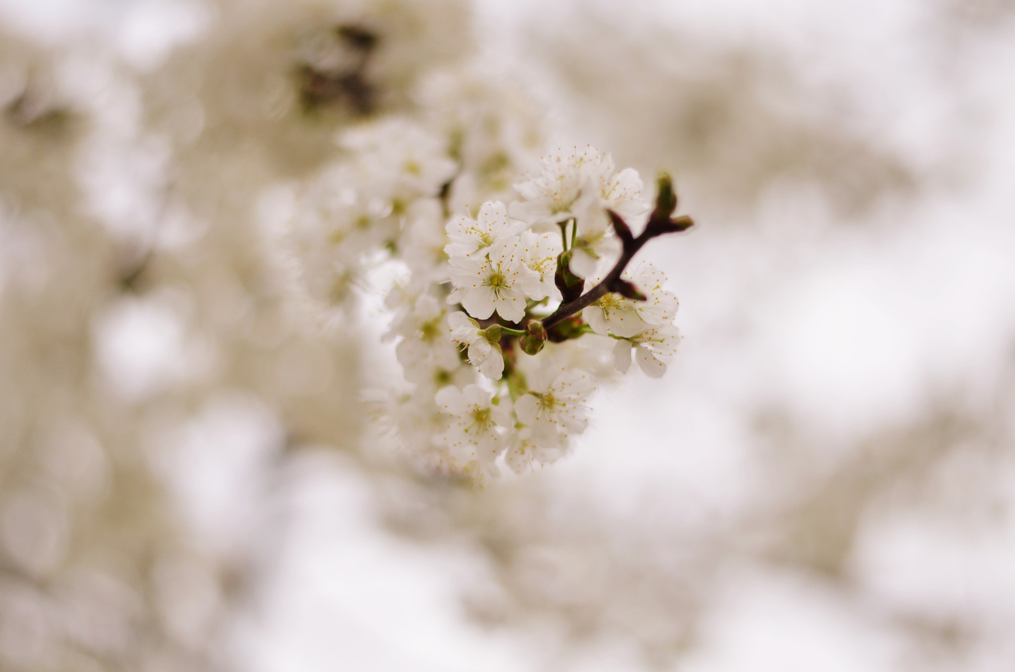 Nikon AF-S Nikkor 50mm F1.8G sample photo. Blooming photography