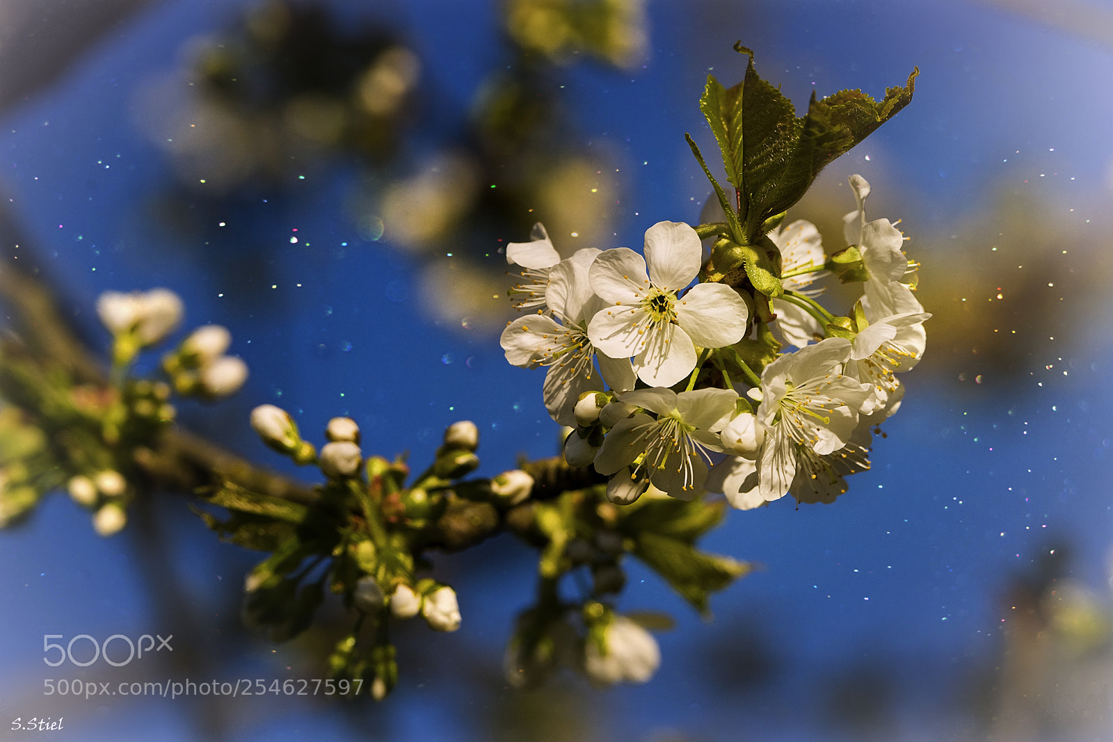 Sony a99 II sample photo. Kirschbaumblüten photography