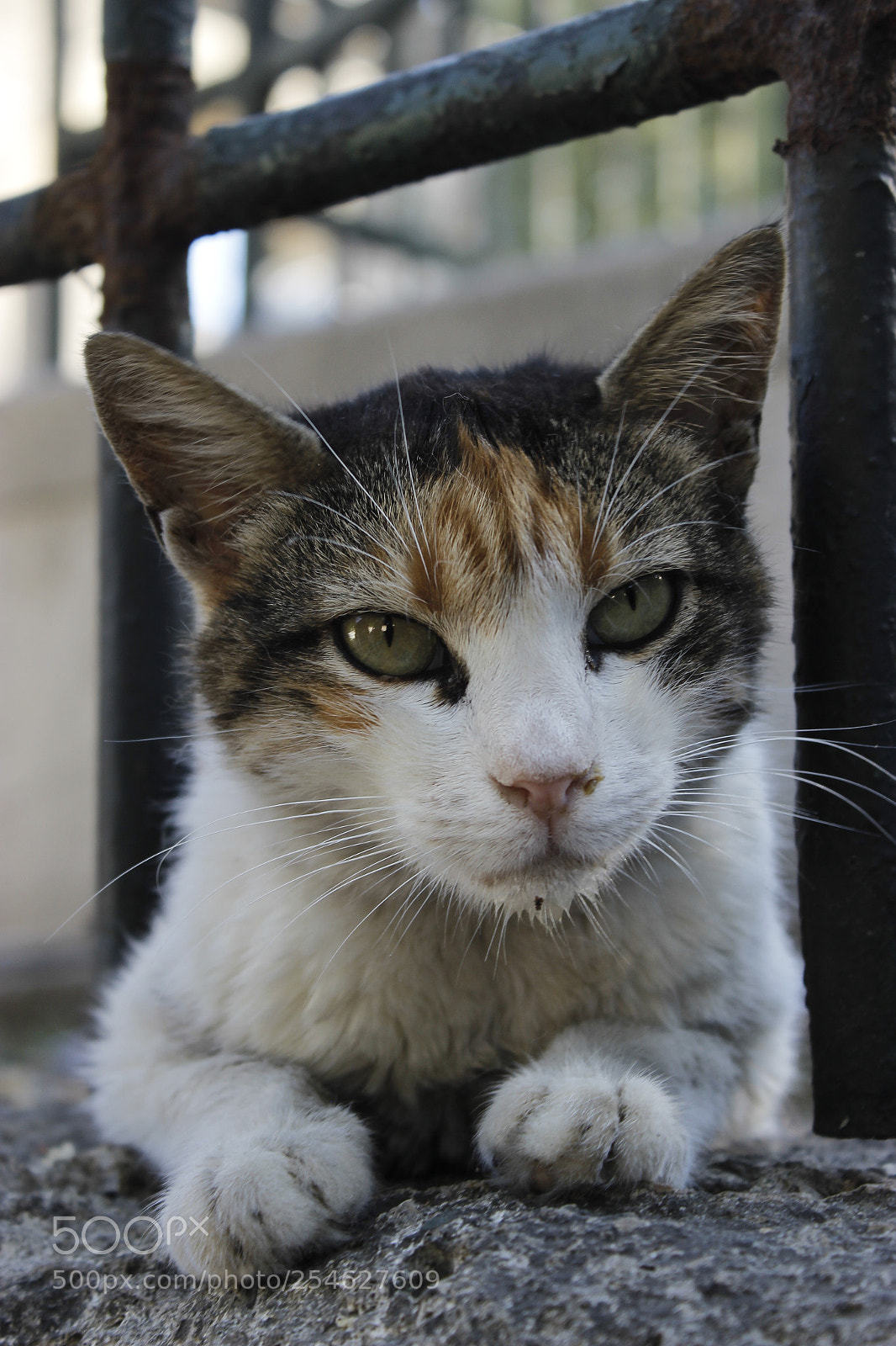 Canon EOS 600D (Rebel EOS T3i / EOS Kiss X5) sample photo. Mg photography