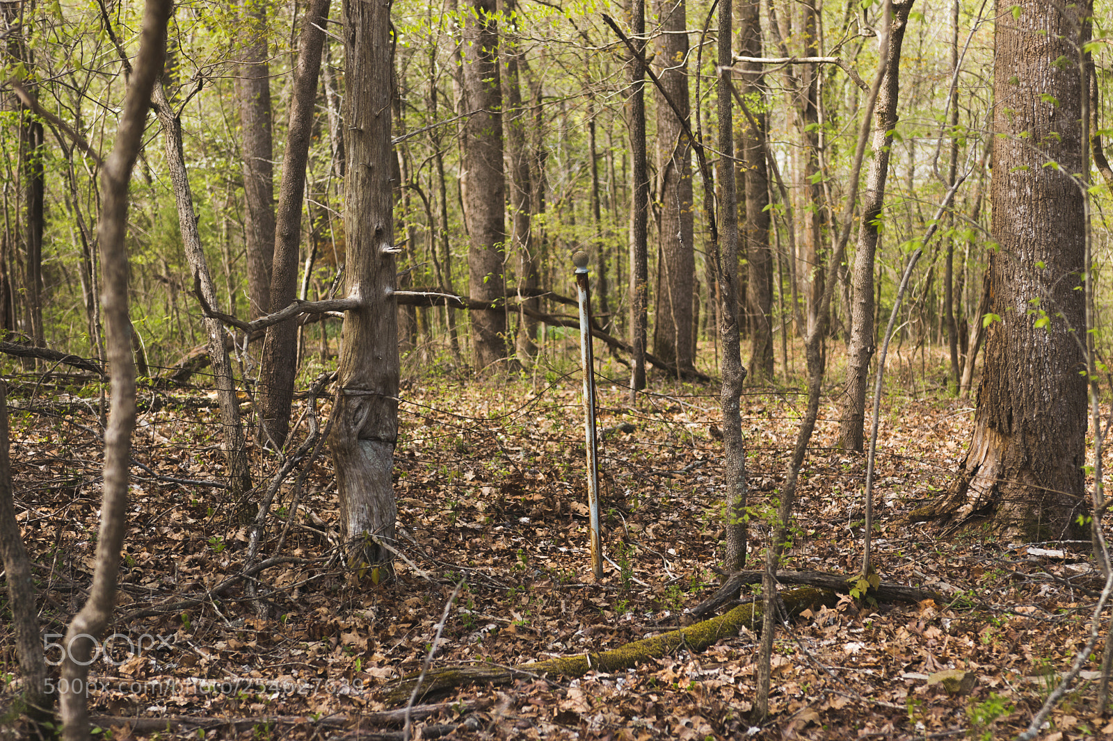 Canon EOS 77D (EOS 9000D / EOS 770D) sample photo. Intruder photography