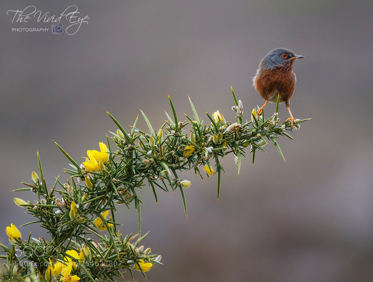 Fujifilm X-T2 sample photo. Dartford warbler photography