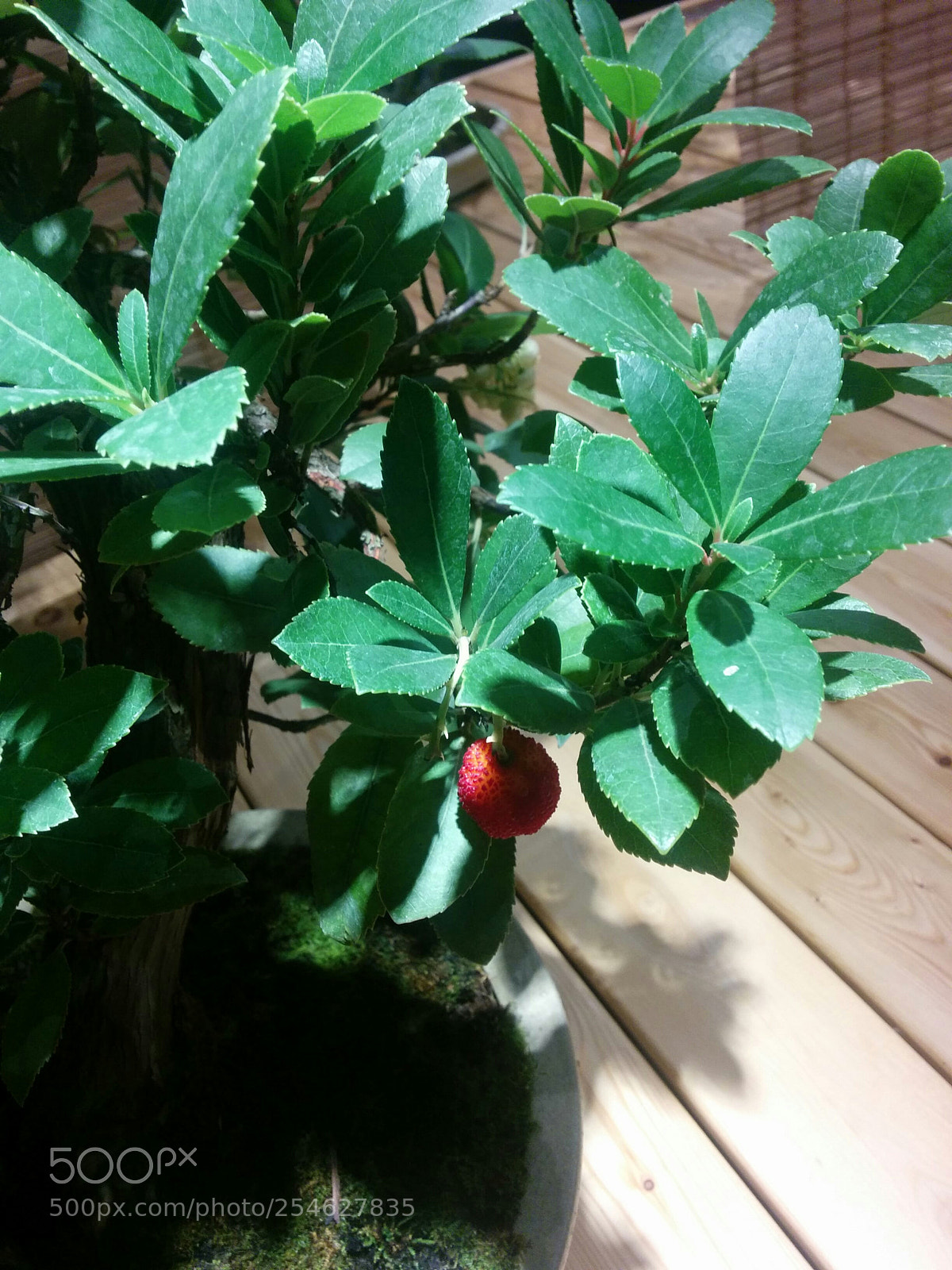 LG Nexus 5 sample photo. Img_20151104_165621.jpg photography