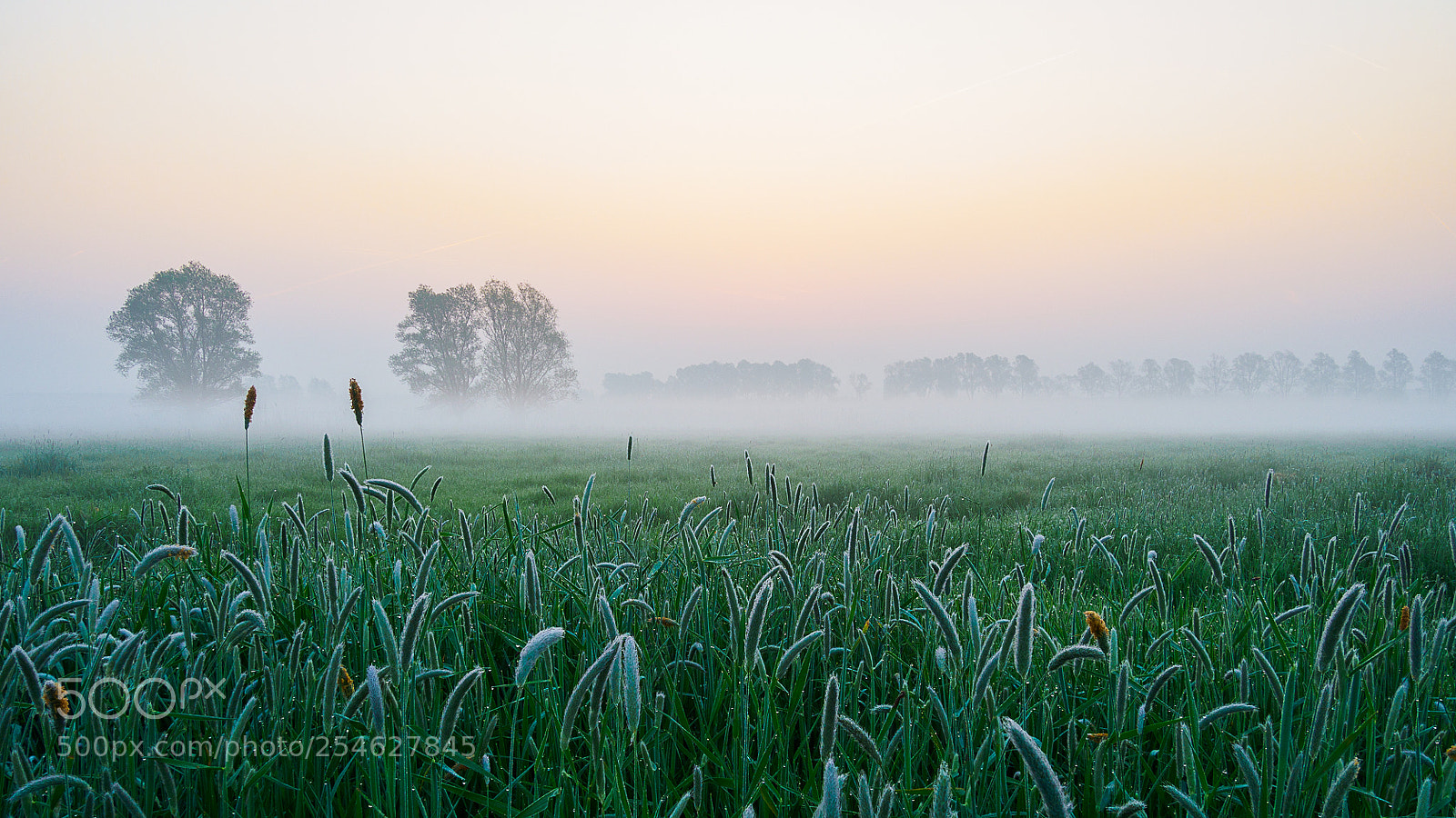 Olympus OM-D E-M1 Mark II sample photo. Morning glory photography