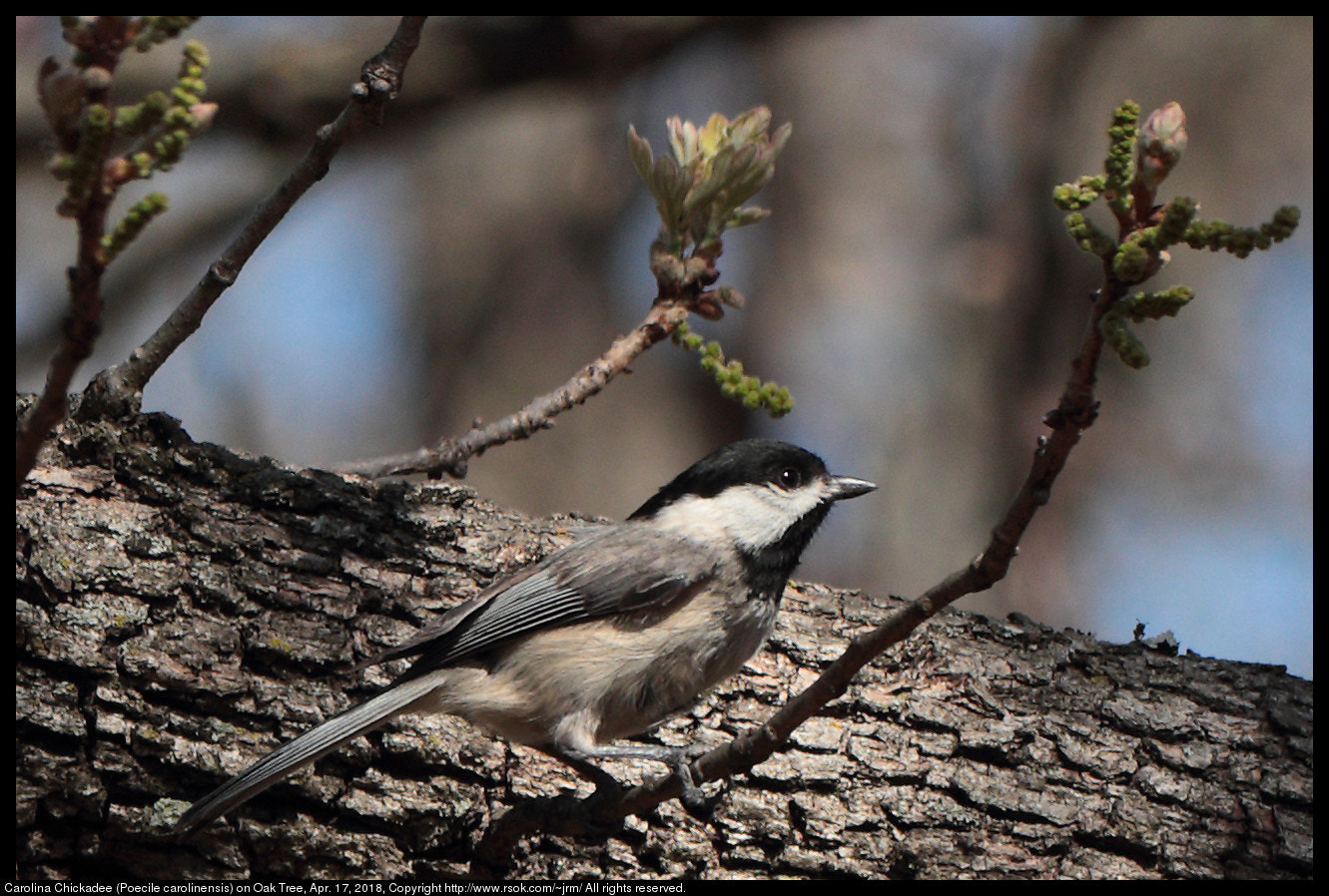 Canon EF 70-300 F4-5.6 IS II USM sample photo. Carolina chickadee (poecile carolinensis) photography