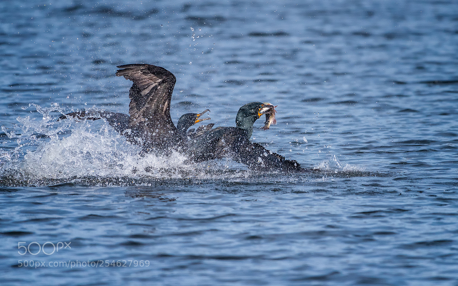 Nikon D810 sample photo. Double crested cormorant-food fight photography
