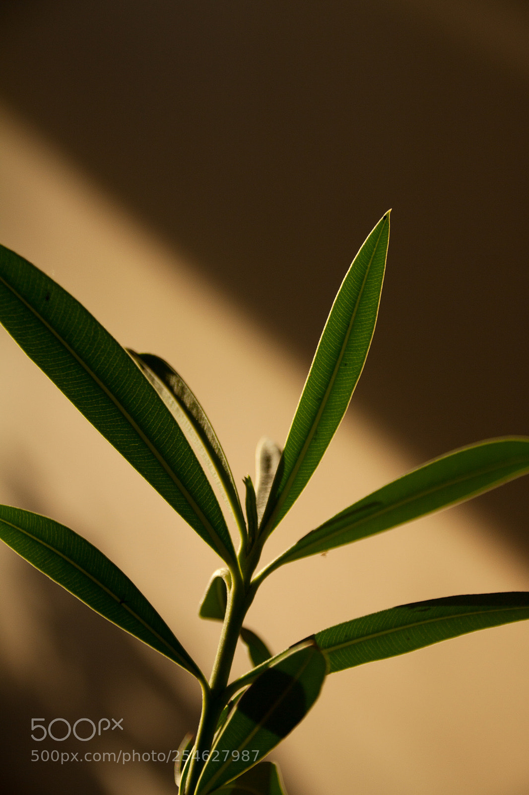 Canon EOS 50D sample photo. Foliage photography